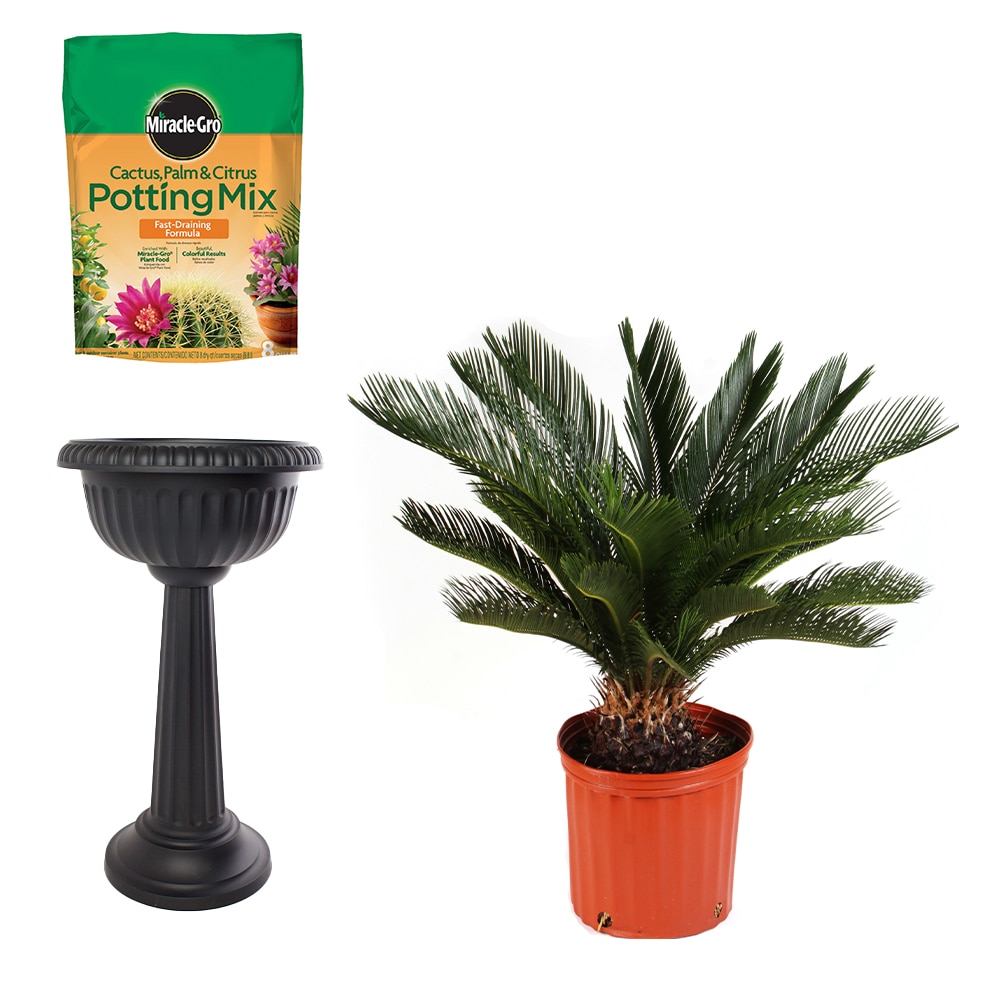 Shop Costa Farms Set of Costa Farms Sago Palm Tree House Plant in 10-in ...