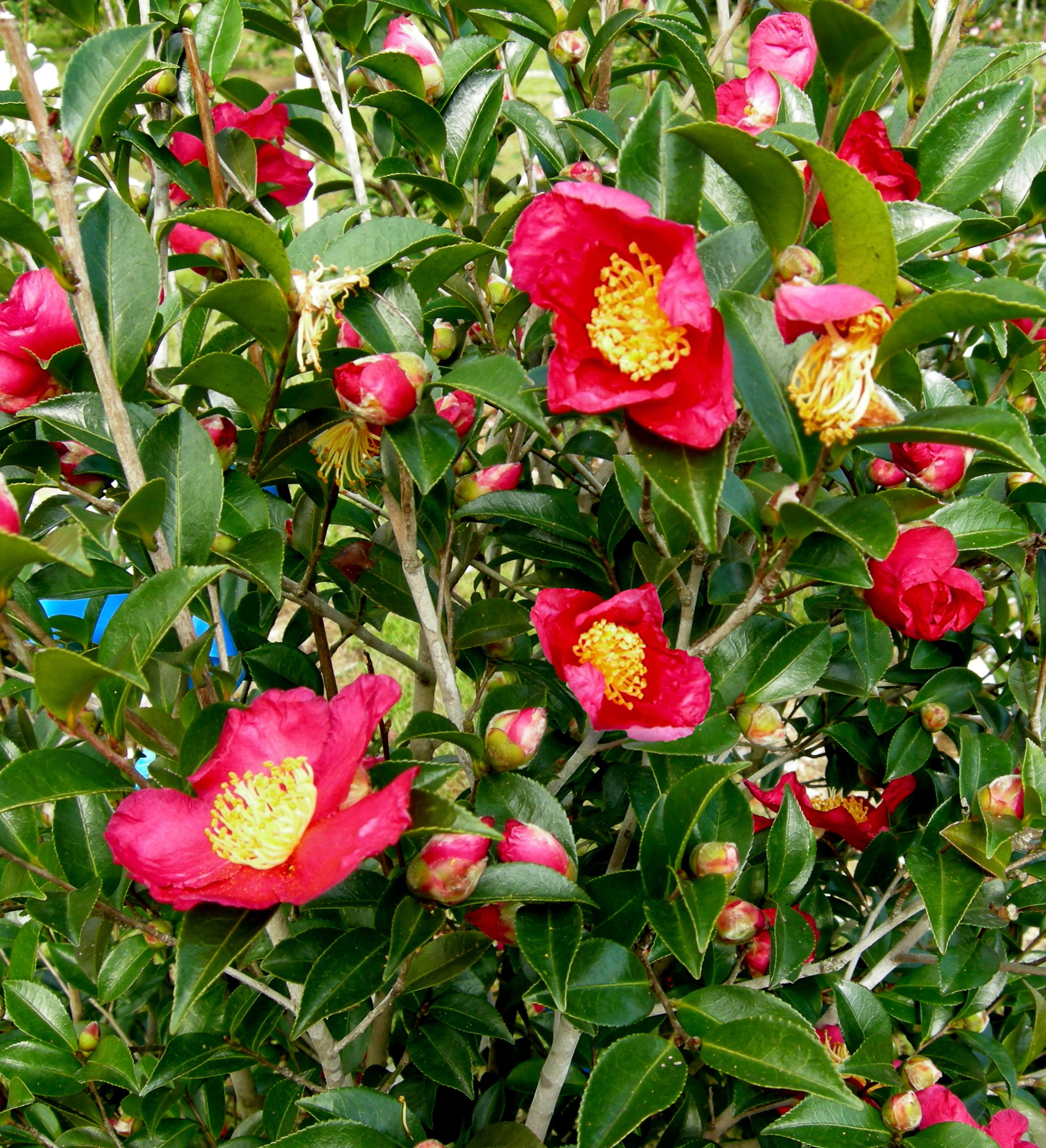 Lowe's 79955 Yuletide Camellia Flowering Shrub in -Gallon Pot with Red Blooms