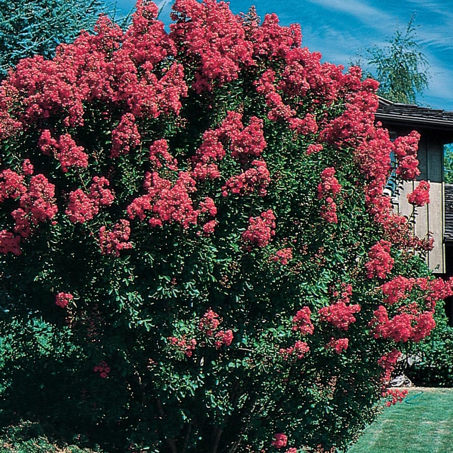 Lowe's NURSERY Crape Myrtle Flowering Shrub in 6.08 -Gallon Pot with Pink Blooms