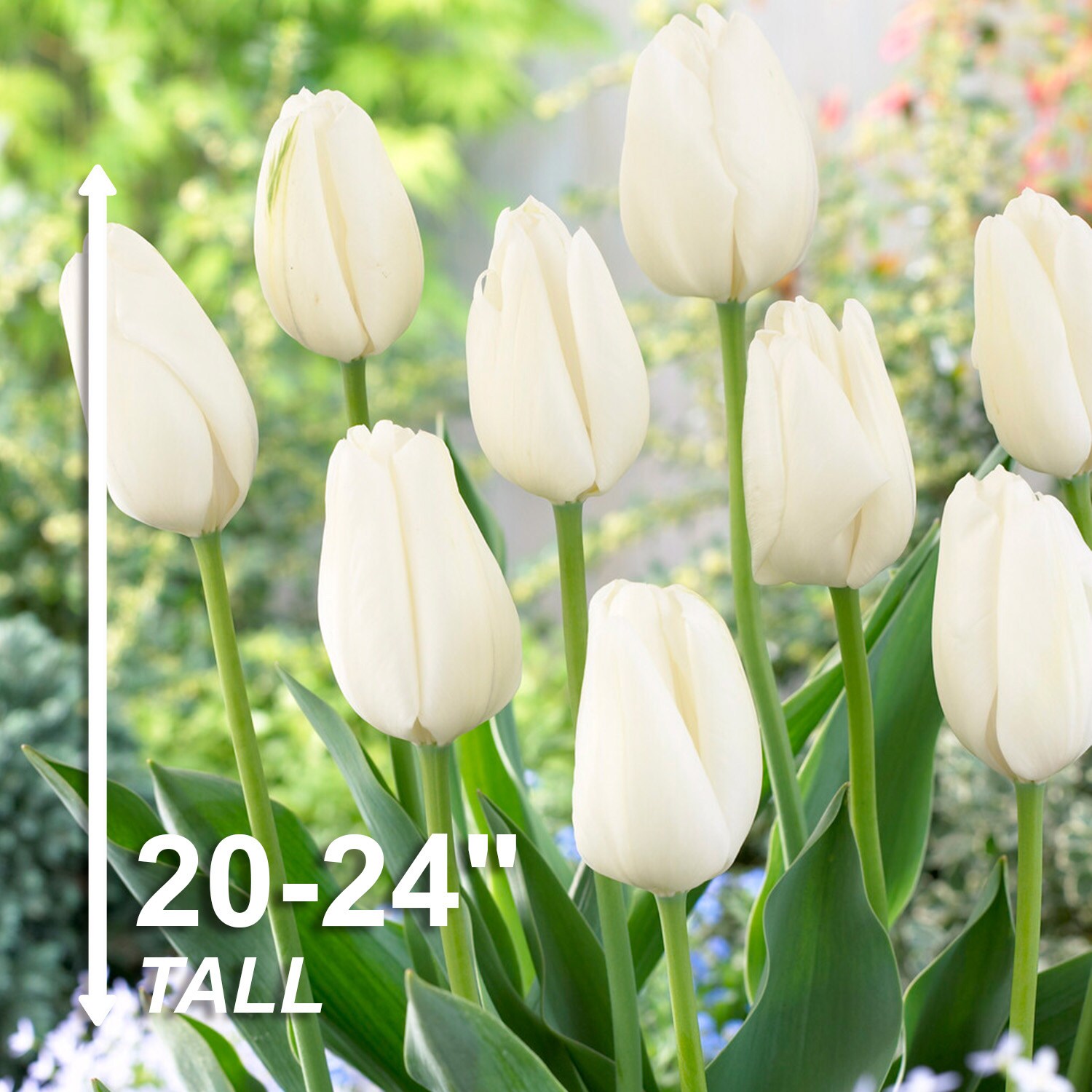 Garden State Bulb ECF-45-50-02 Plant-Bulbs - View #3