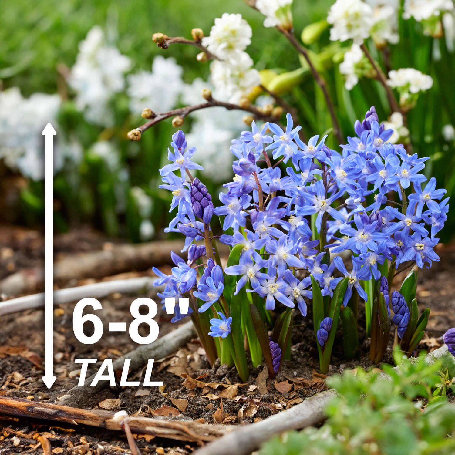 Garden State Bulb ECF-123-50-01 Plant-Bulbs - View #3