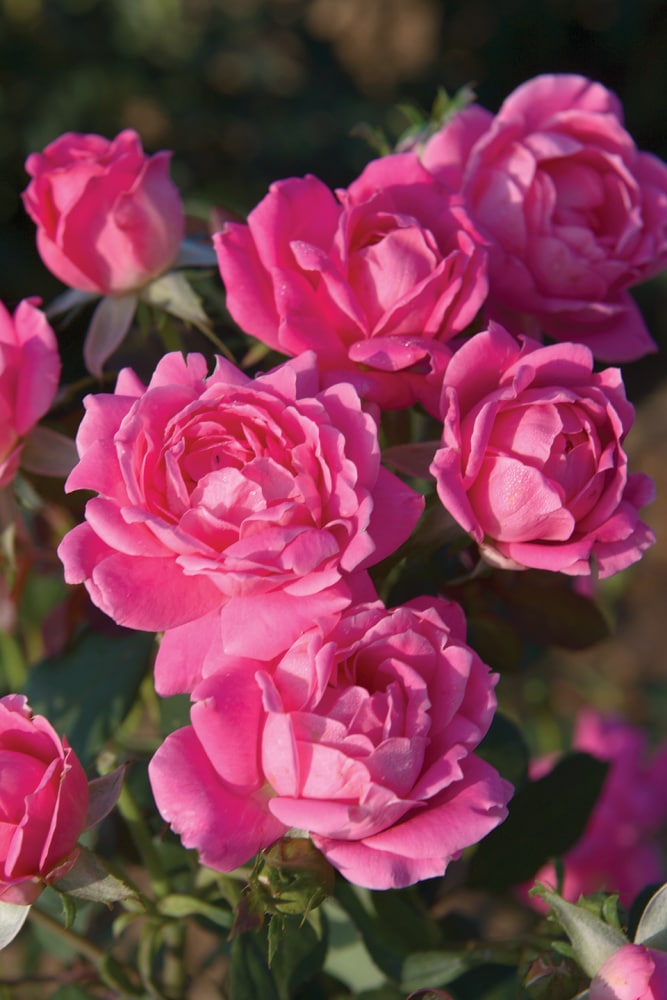 Spring Hill Nurseries 63241 roses - View #4