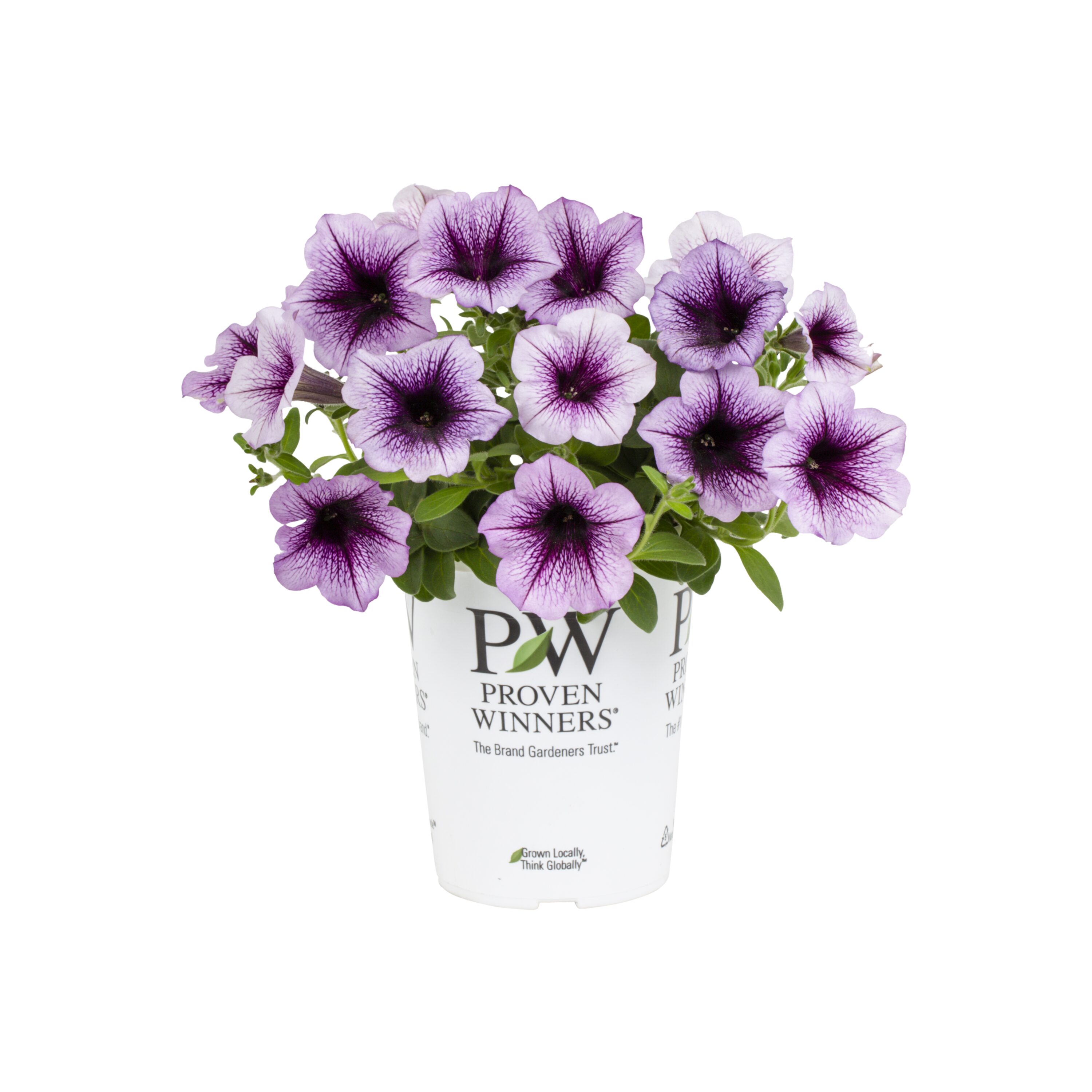 Proven Winners 4478 annuals - View #6