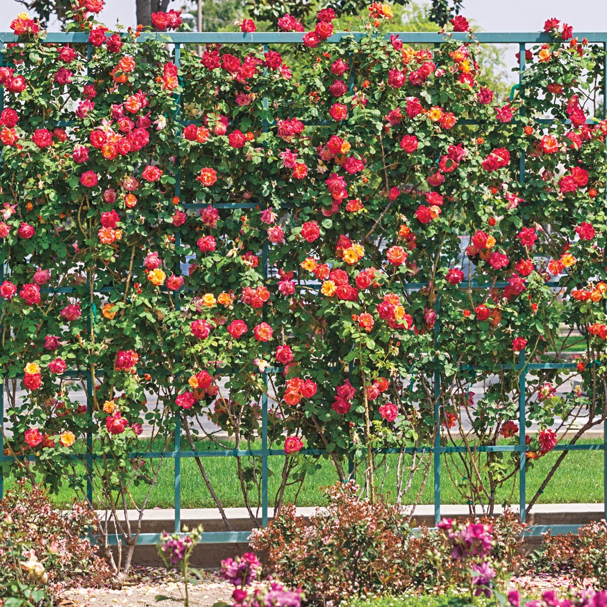 Spring Hill Nurseries 88151 roses - View #3