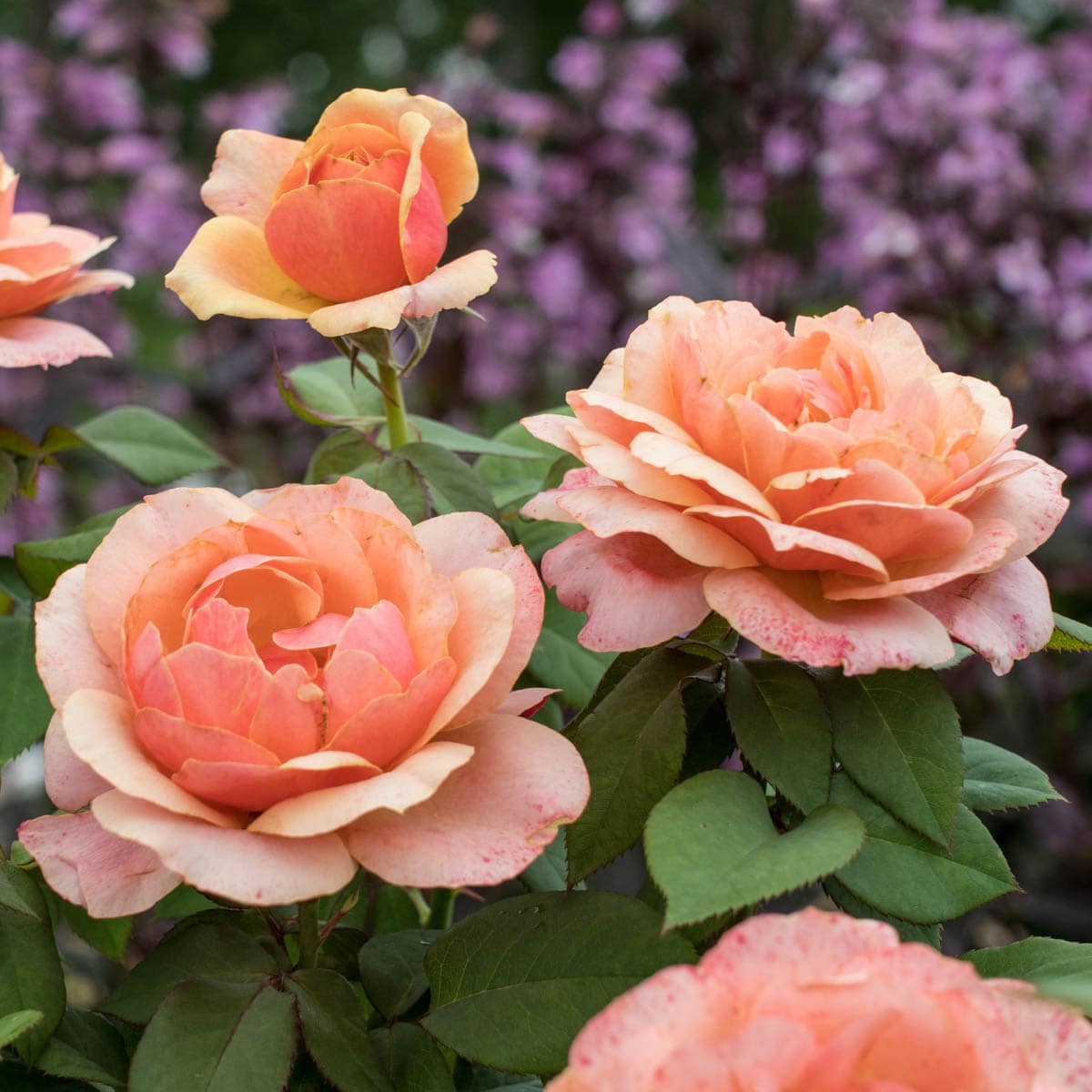 Spring Hill Nurseries 86317 roses - View #2
