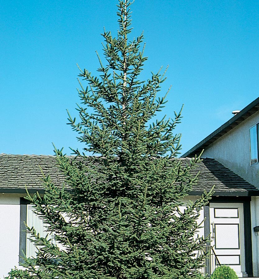  NURSERY 7.28-Gallon Feature Tree Norway Spruce In Pot (With Soil)