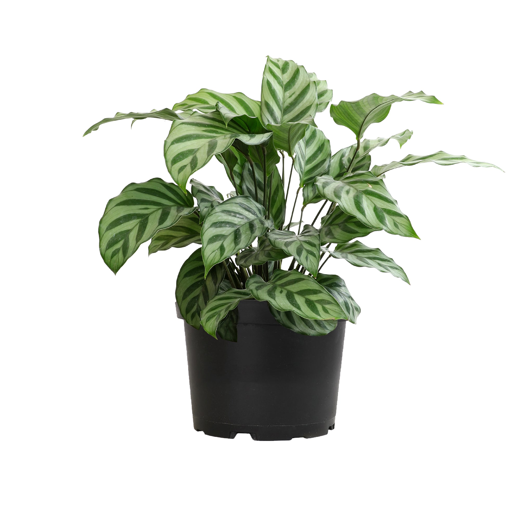 Altman Plants 0881599 hseplants - View #2