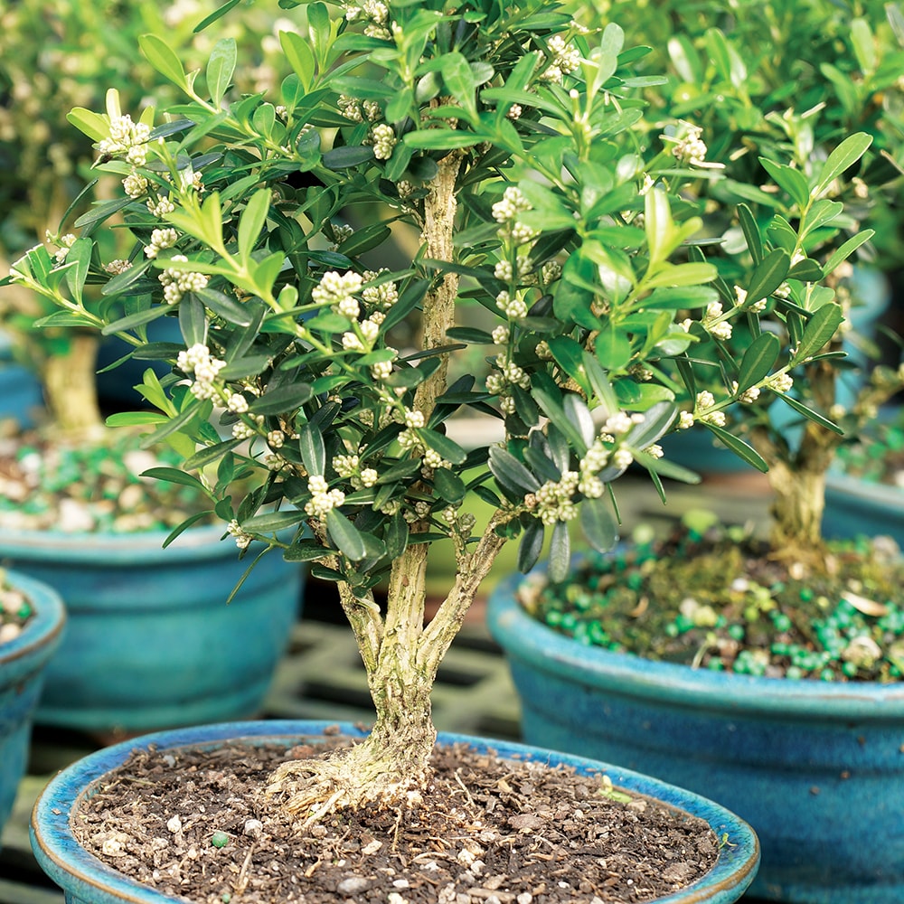 Brussel's Bonsai DT5512HB trees - View #3