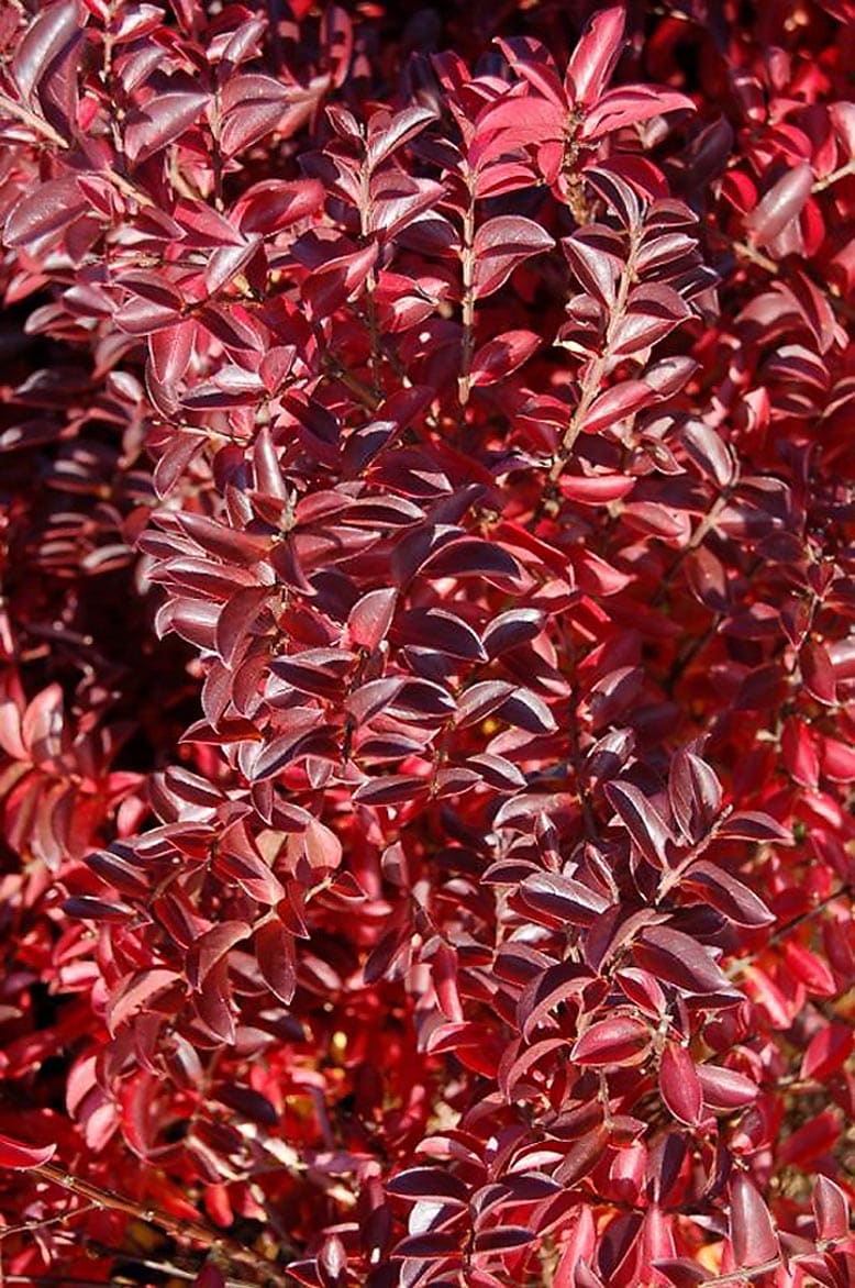 Monrovia 040705 Red Raspberry Dazzle Crape Myrtle P17216 Flowering Shrub in In pot (with soil)