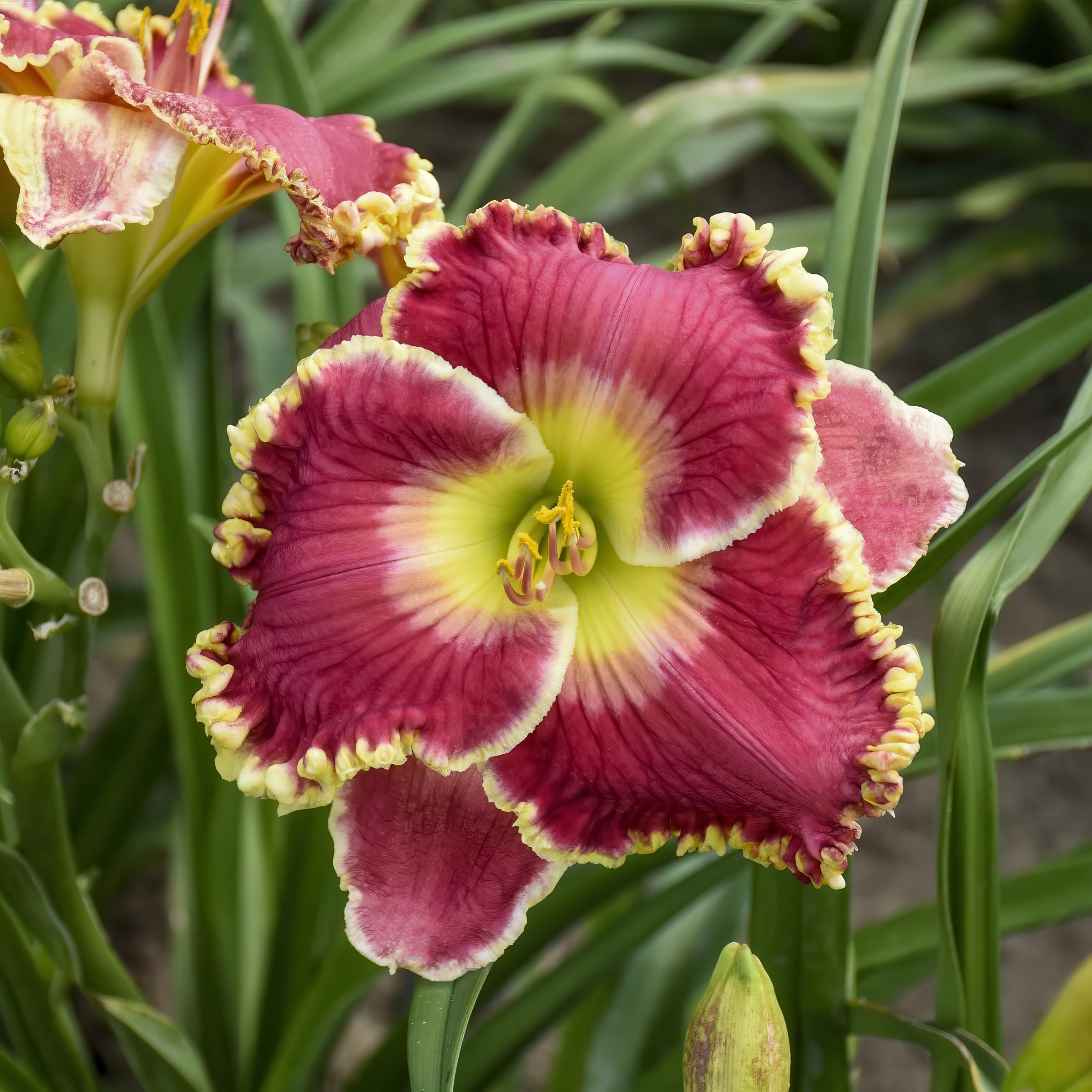 National Plant Network LW2614 Red Daylily Born to Run Plant in 3 -in Bareroot 3 -Pack
