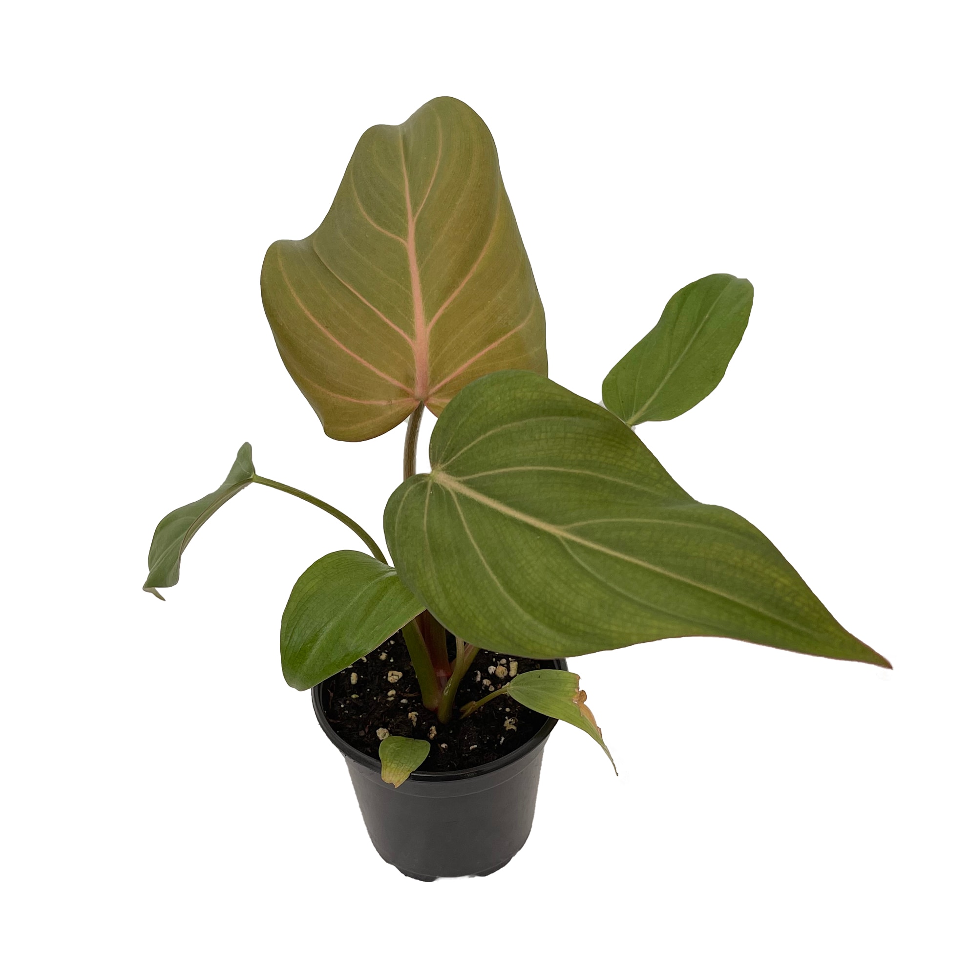 Hirt's Gardens - Summer Glory Philodendron - 4 inch Pot - Collector's Series