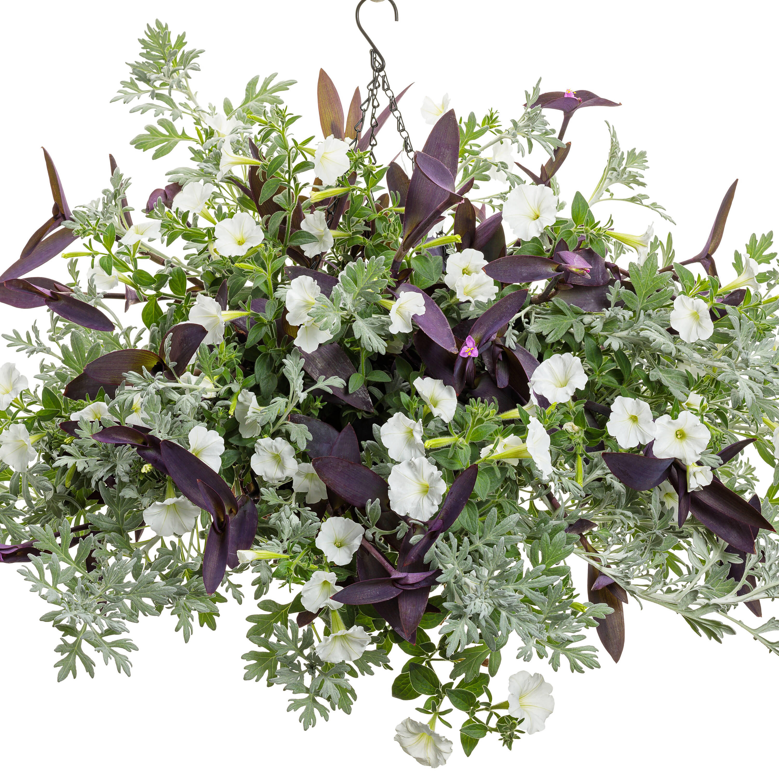 Proven Winners SUPPRW4057504 annuals - View #6