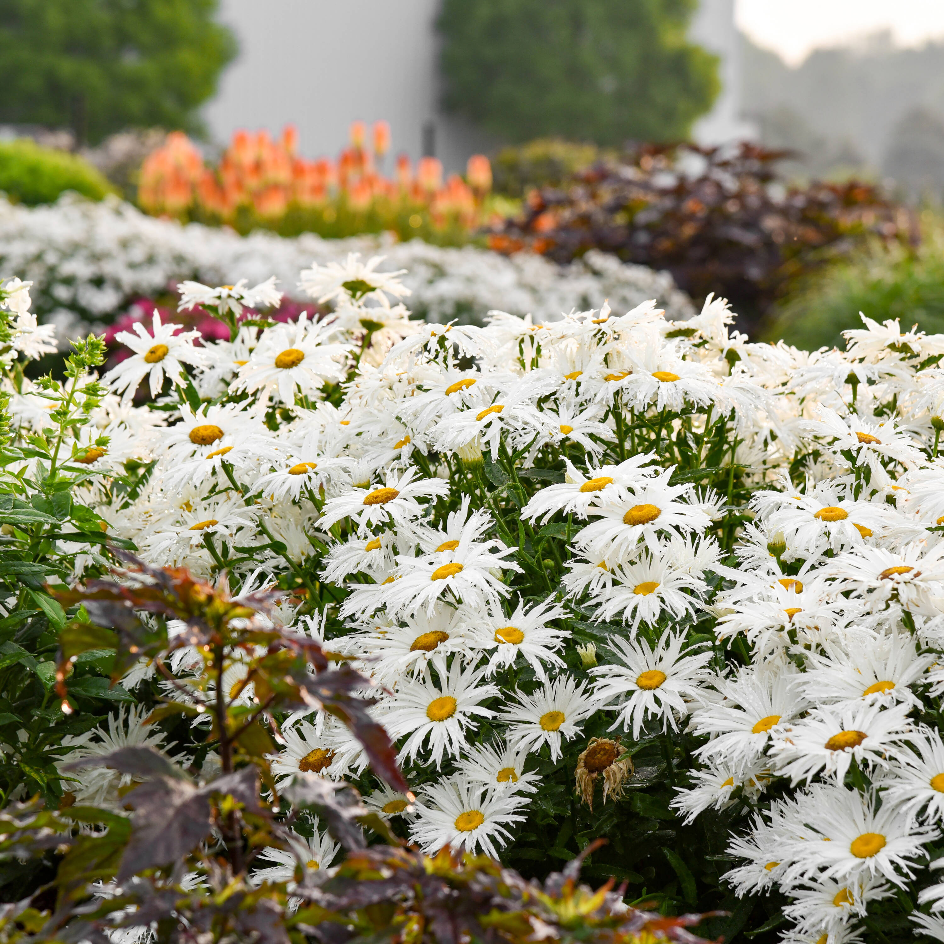 Proven Winners White Amazing Daisies 'Spun Silk' Shasta Daisy - 1 ...