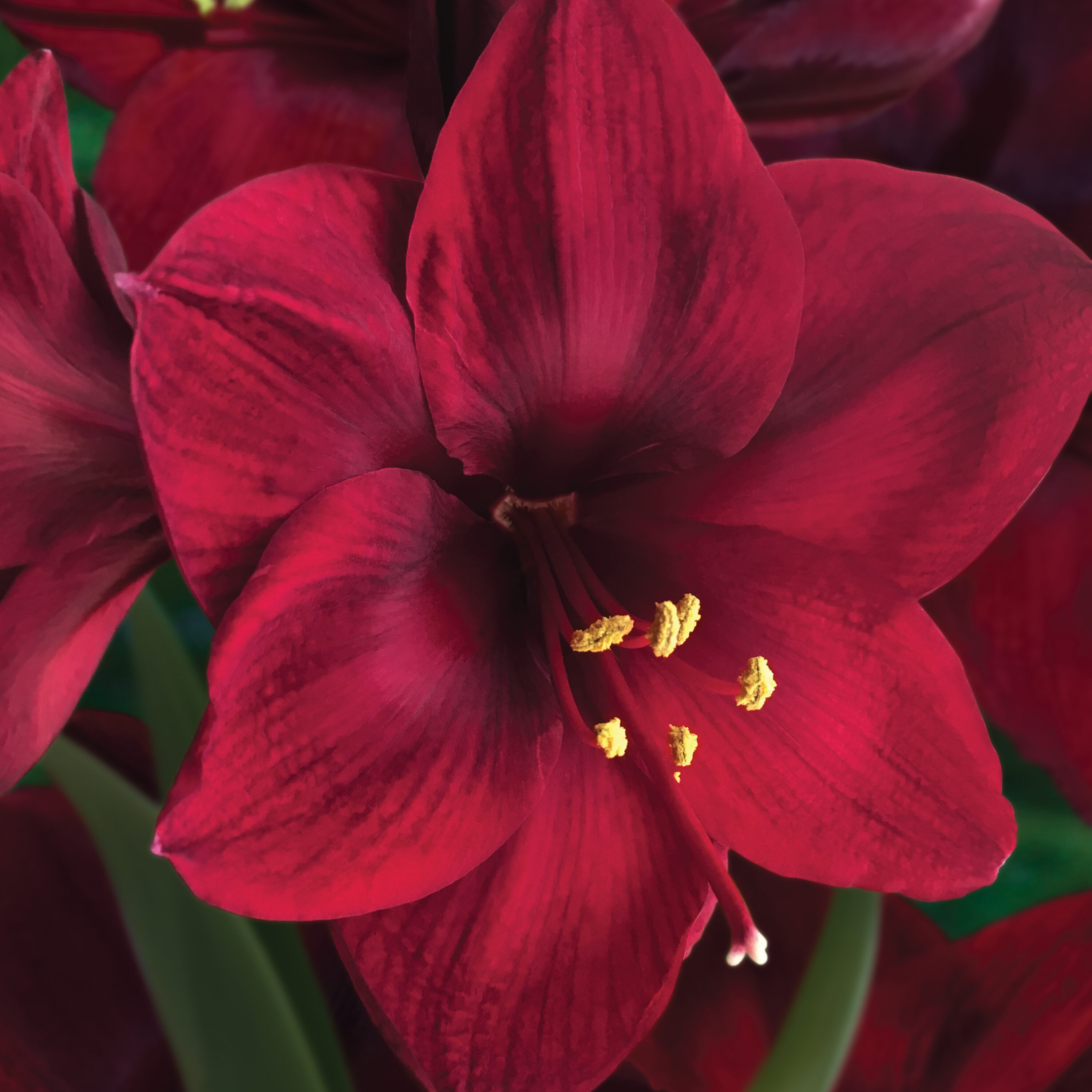Daylily Nursery 22019 perennials - View #4