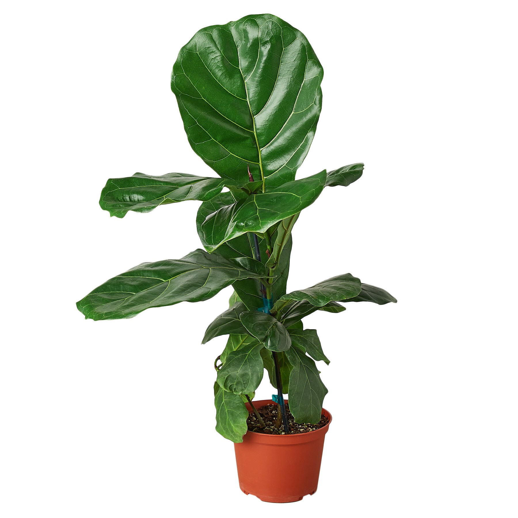 House Plant Shop 6-FICUS-LYRATA Fiddle Leaf Fig House Plant in 1-Pack Pot