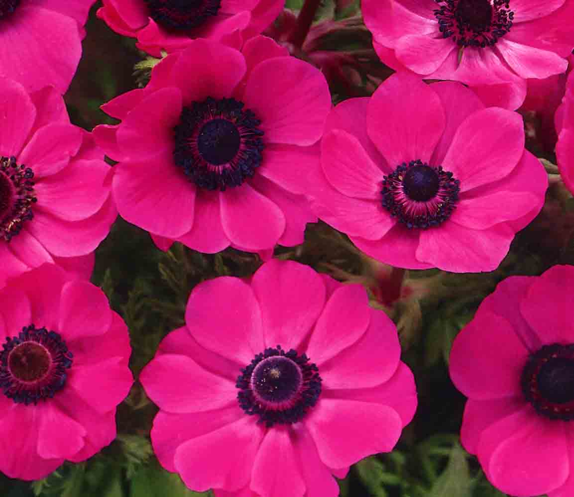  20.23417 Red Sylphide Anemone Bulbs