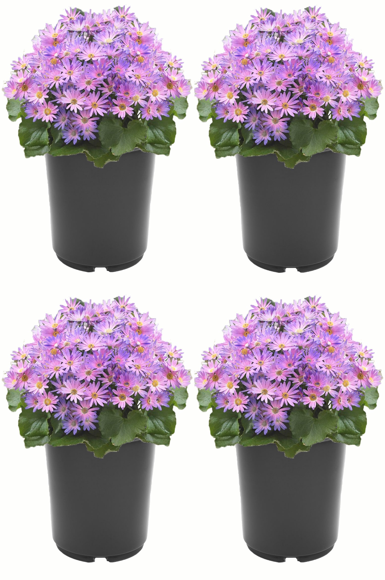 Purple Pericallis In 2.5-quart Pot 4-pack At Lowes.com