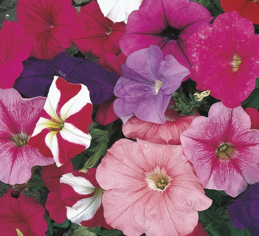 Lowe's N/A Multicolor Petunia in 1 Pint Pot