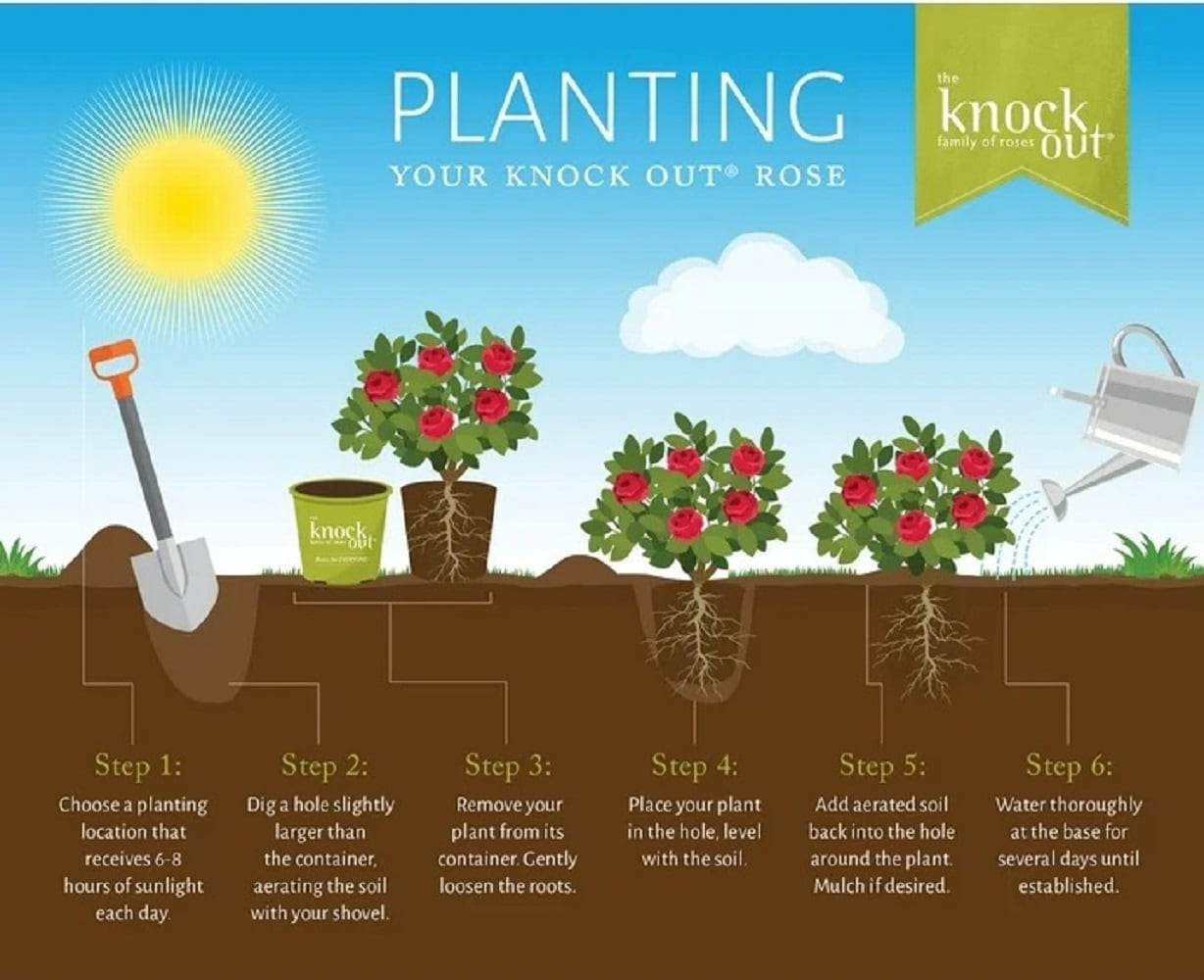 Knockout Roses 71351-1 shrubs - View #9