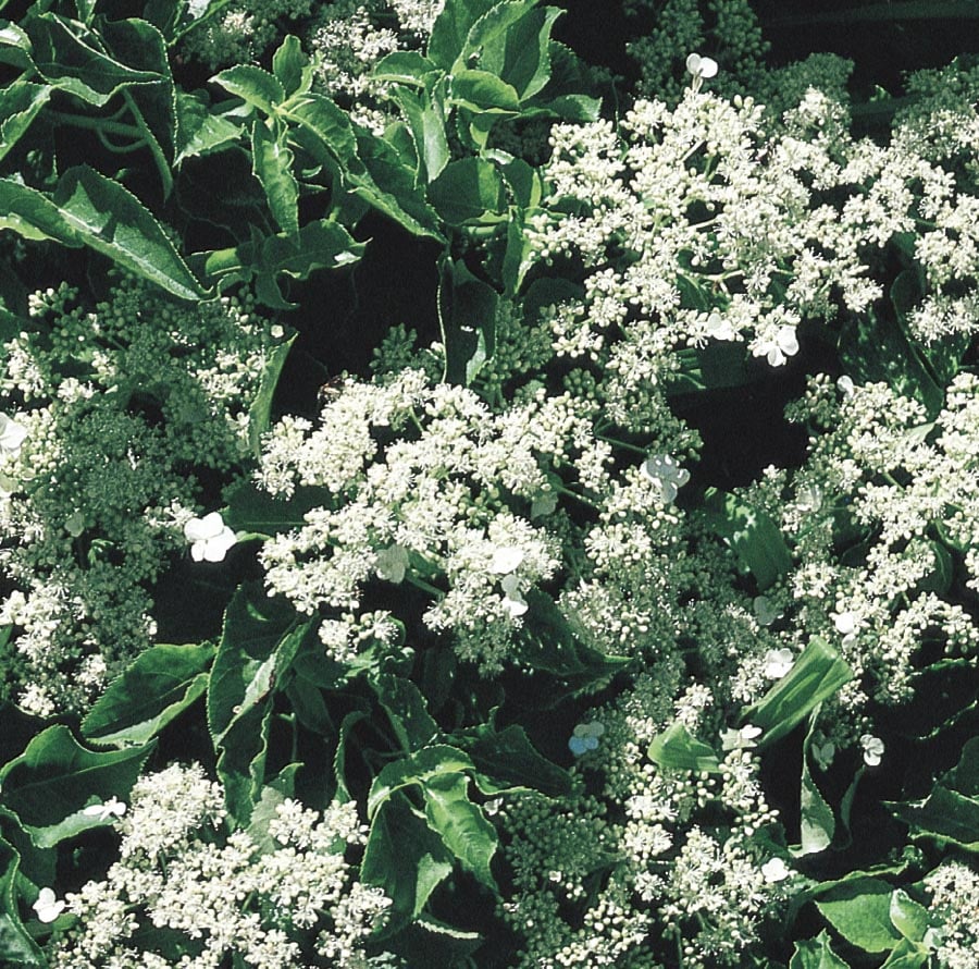 Lowe's NURSERY Climbing Hydrangea L4722
