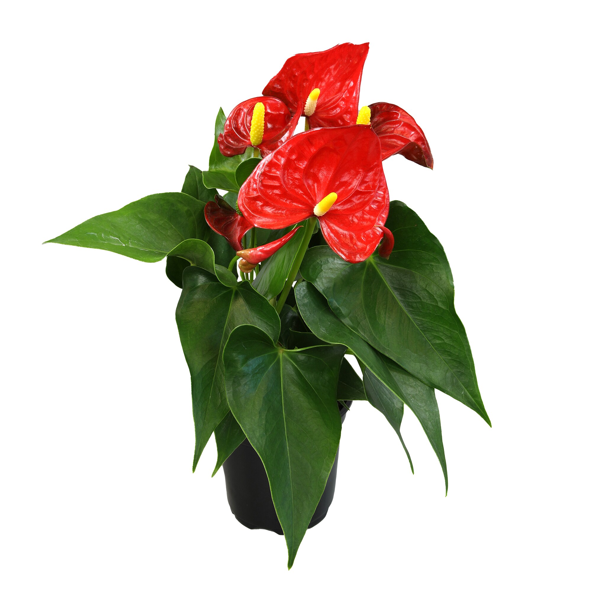Altman Plants 0881523 hseplants - View #11