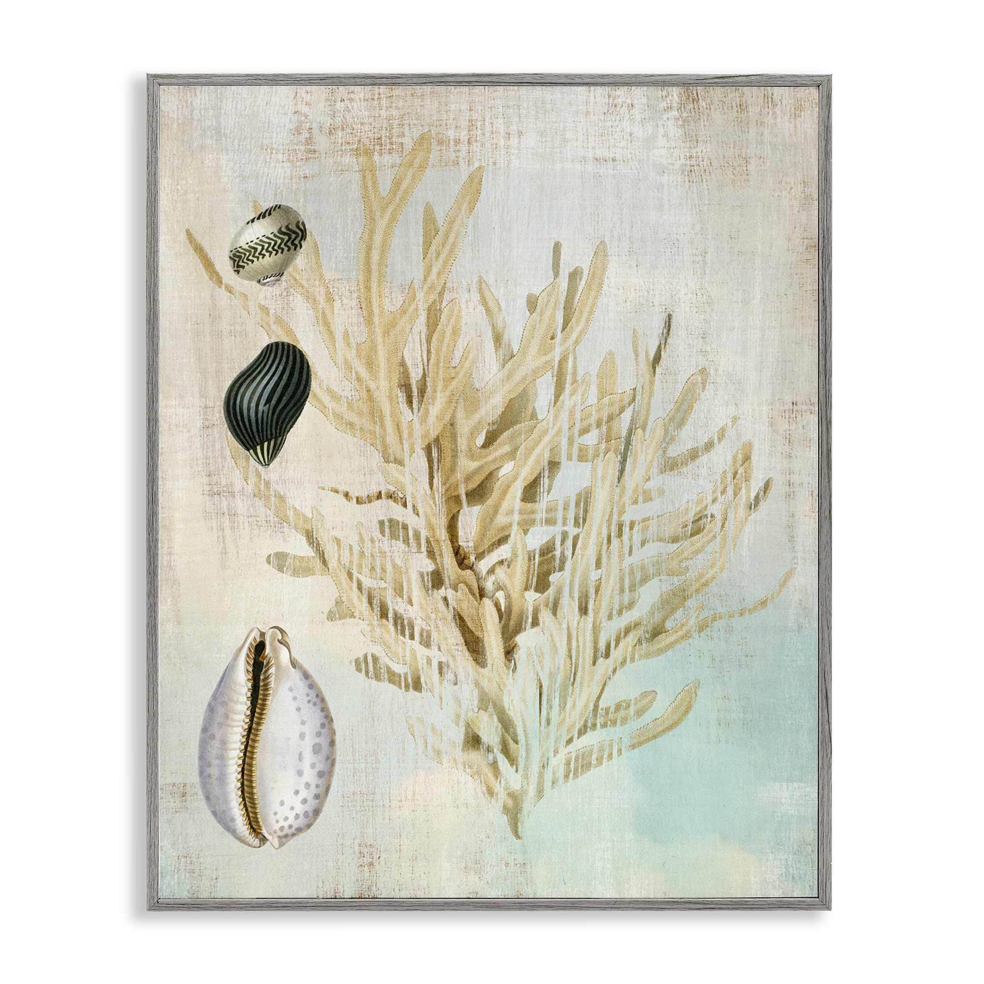 Stupell Industries BT-993-GFF-11X14 Coral Branch and Cowrie Shells Gray Framed Giclee Art By Susan Arnot 11 x 14