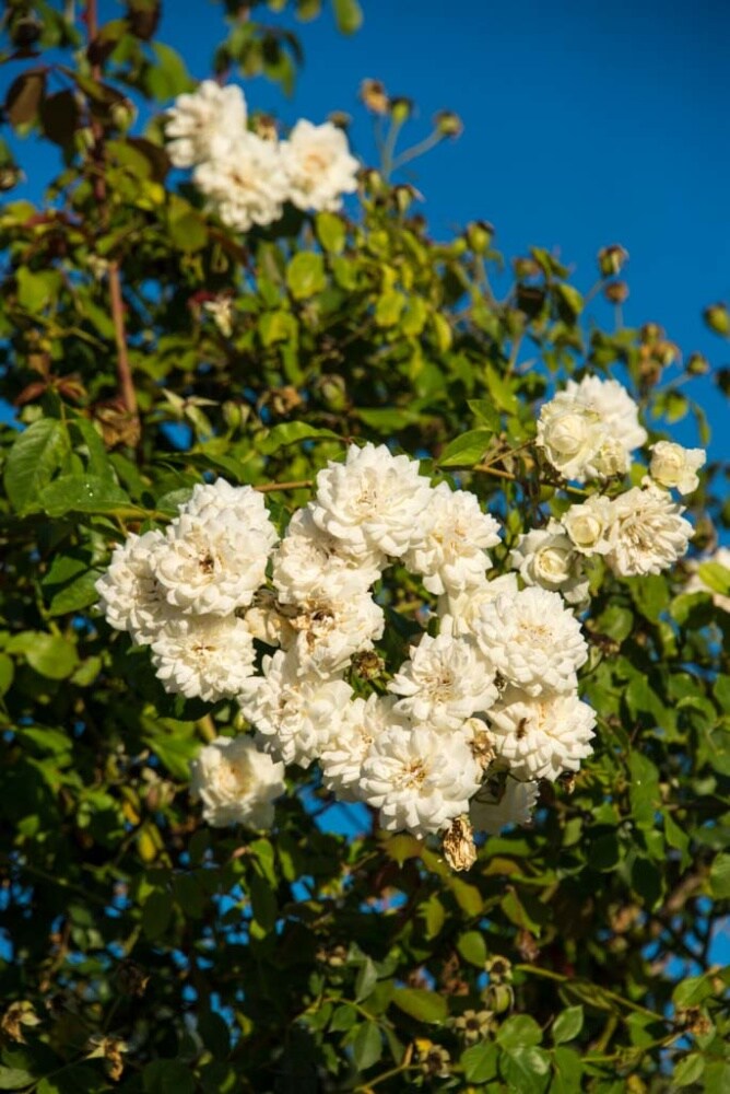 Spring Hill Nurseries 07206 roses - View #3