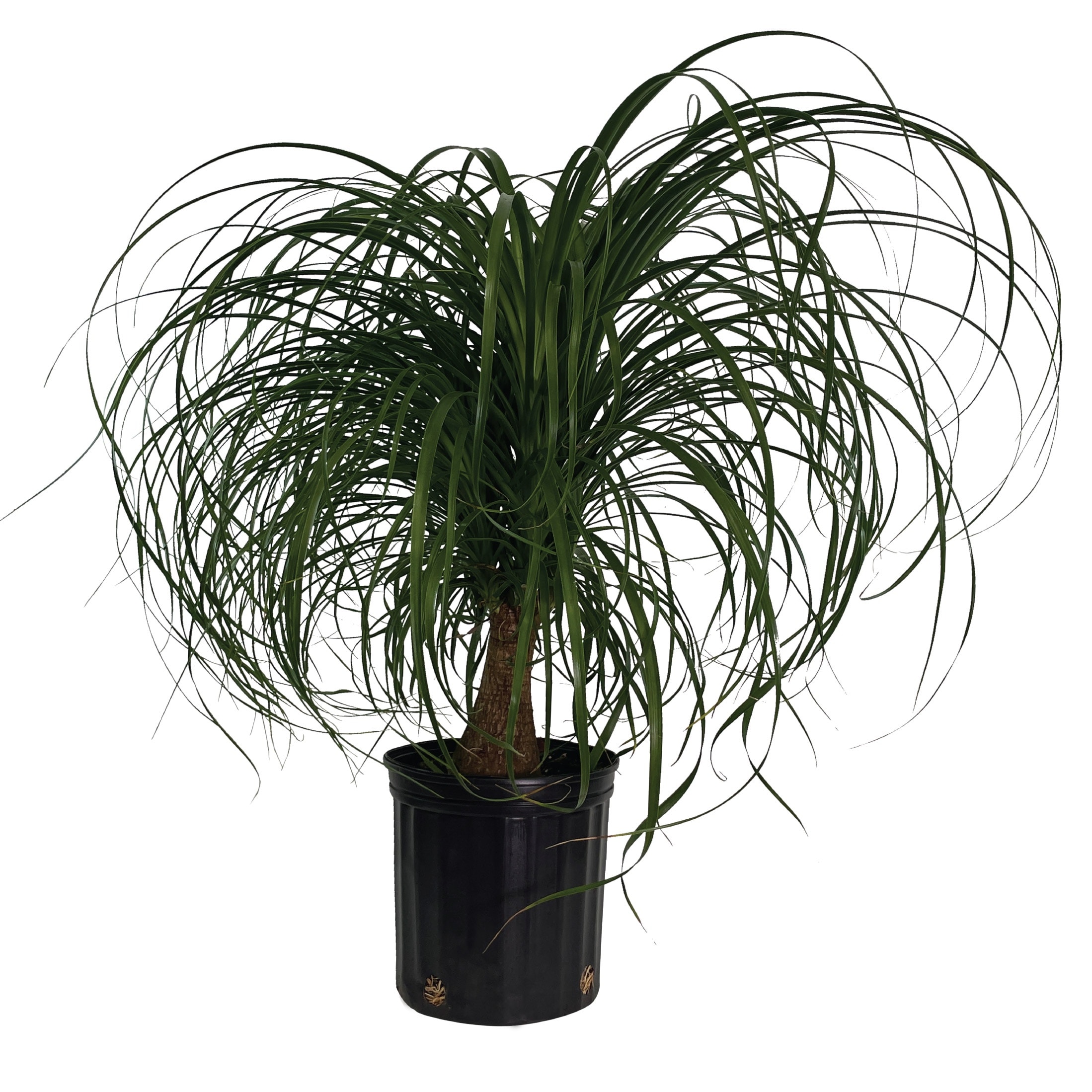 Ponytail Palm House Plants at Lowes.com