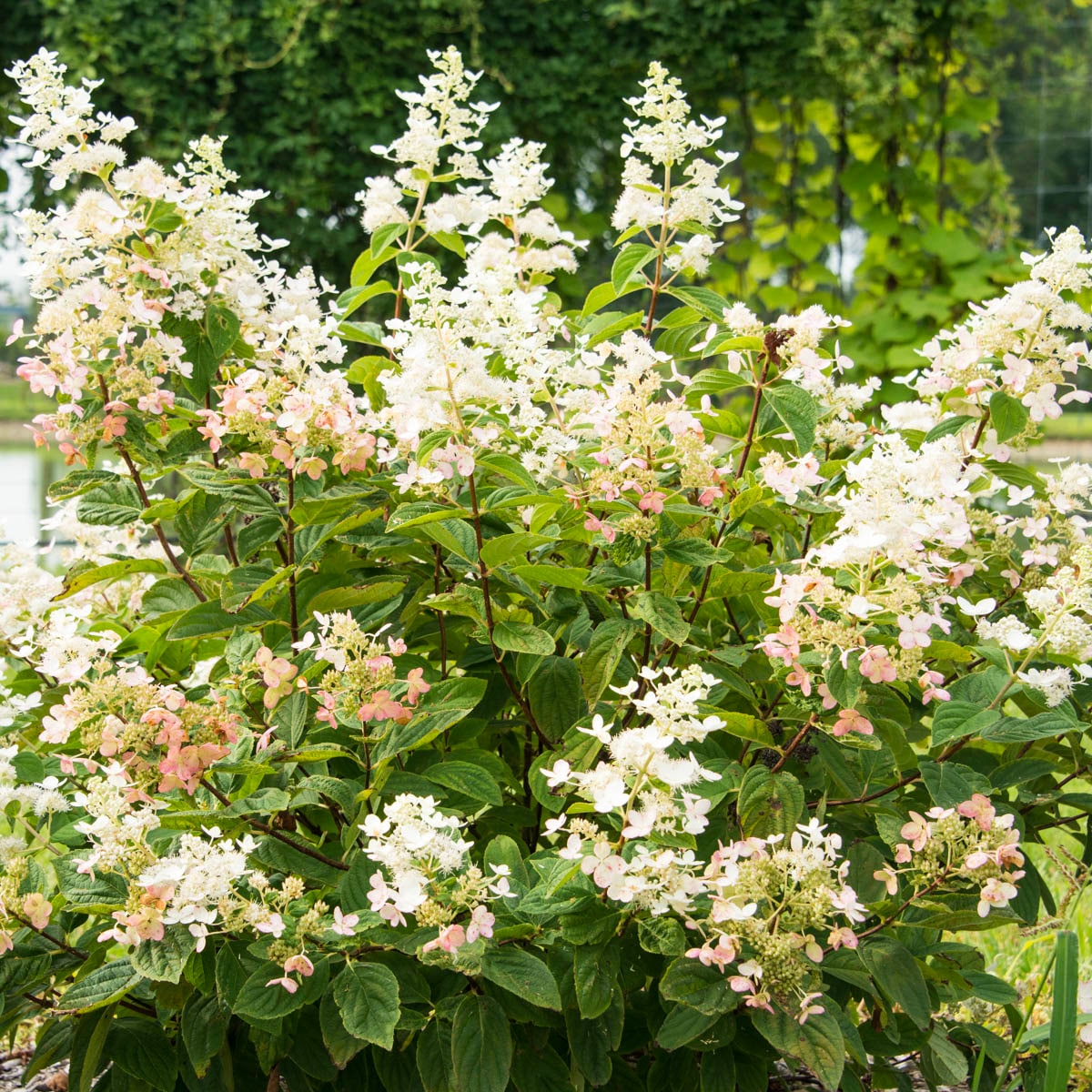 Spring Hill Nurseries 83541 shrubs - View #3