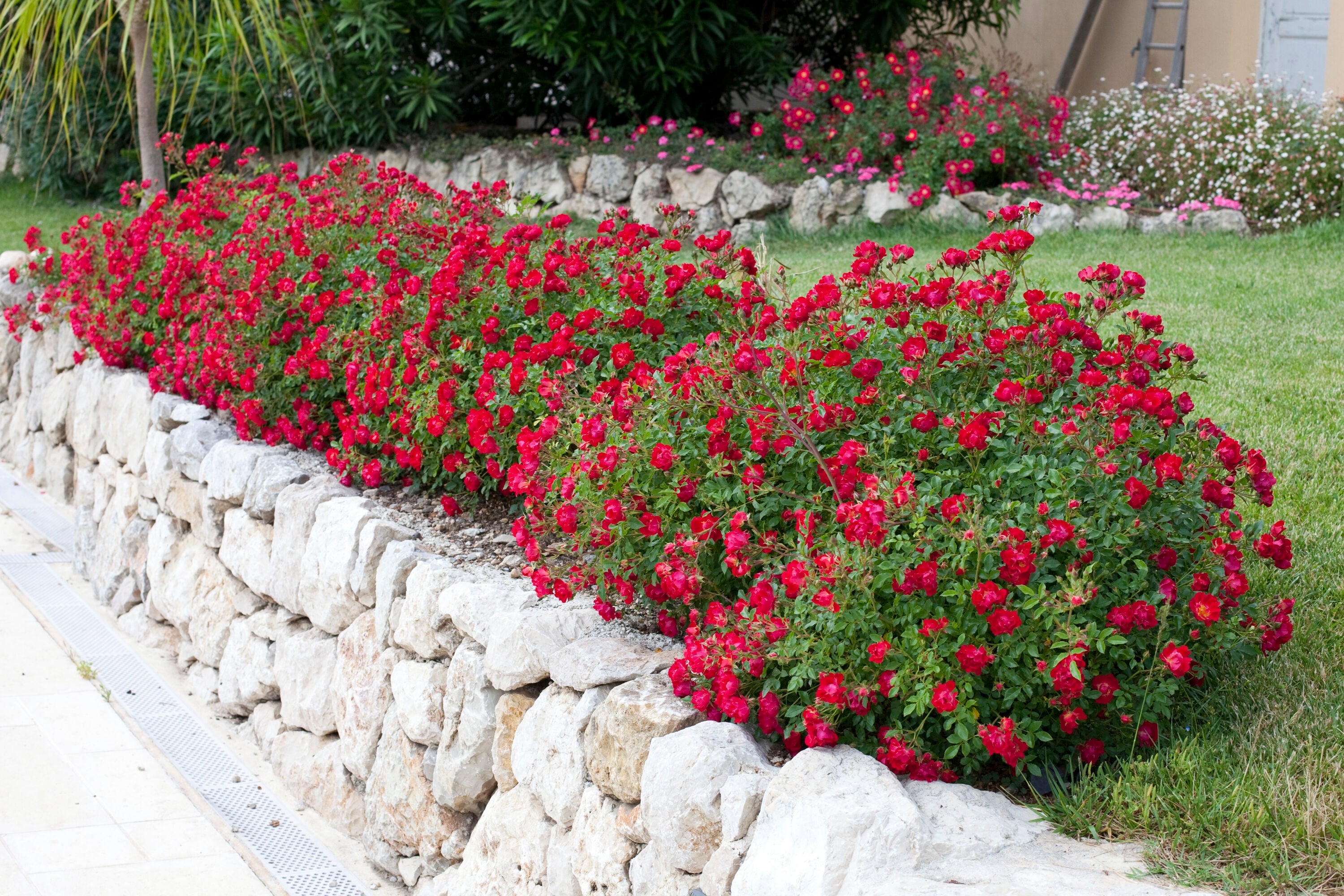 Drift Roses 62431-1 roses - View #2