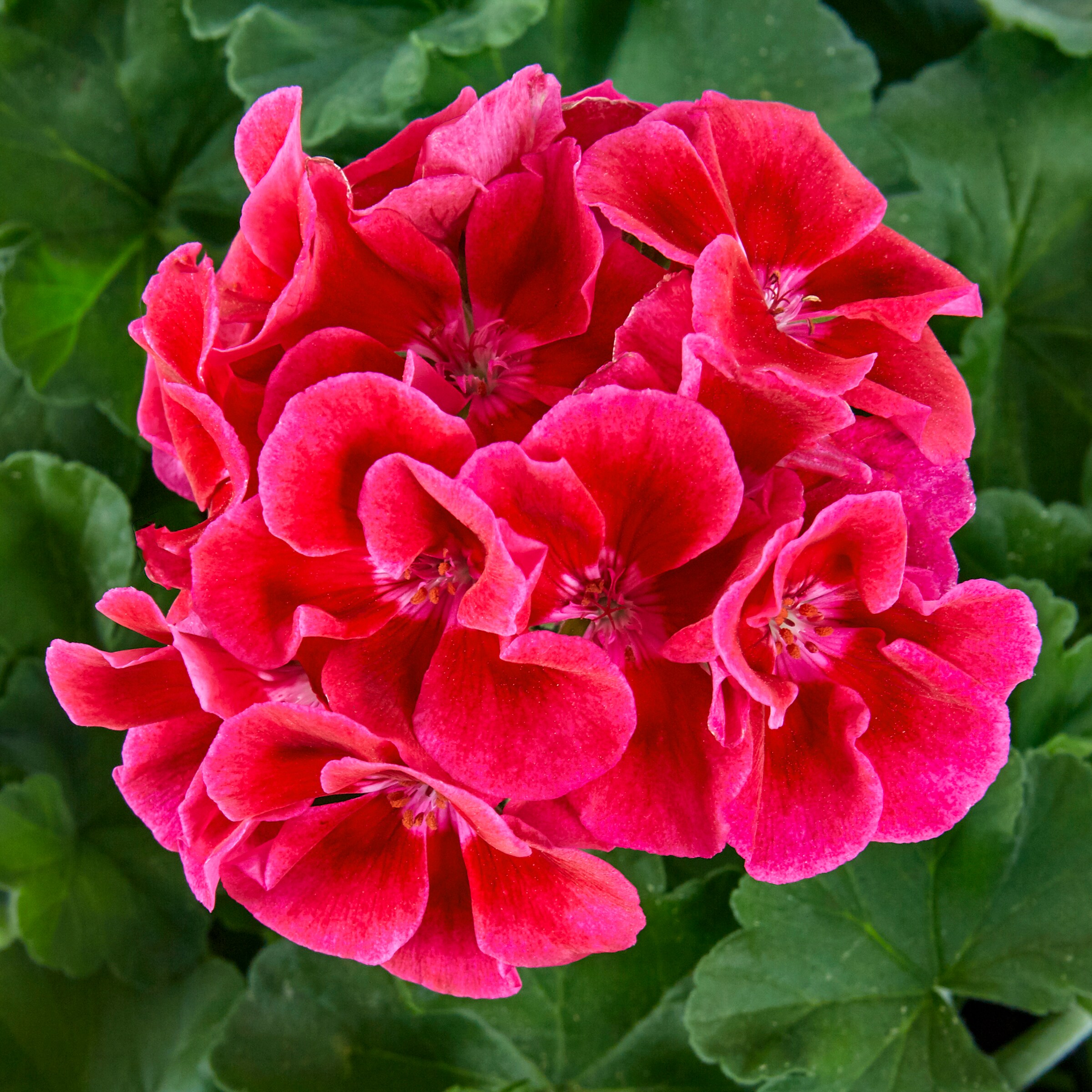 Lowe's Multicolor Geranium in 2-Gallon Hanging Basket in the Annuals ...