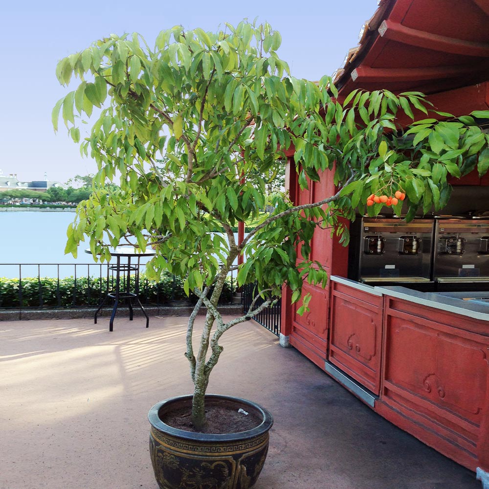 Brighter Blooms 11881 Fruit-Plants - View #3