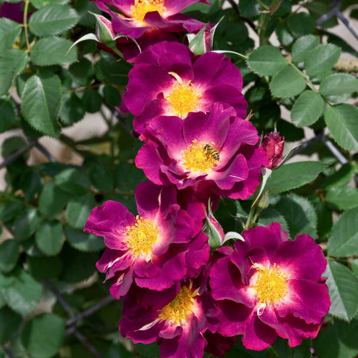 Spring Hill Nurseries 97667 Purple Flowering Stormy Weather Climbing Rose 1 Pack in Bare Root