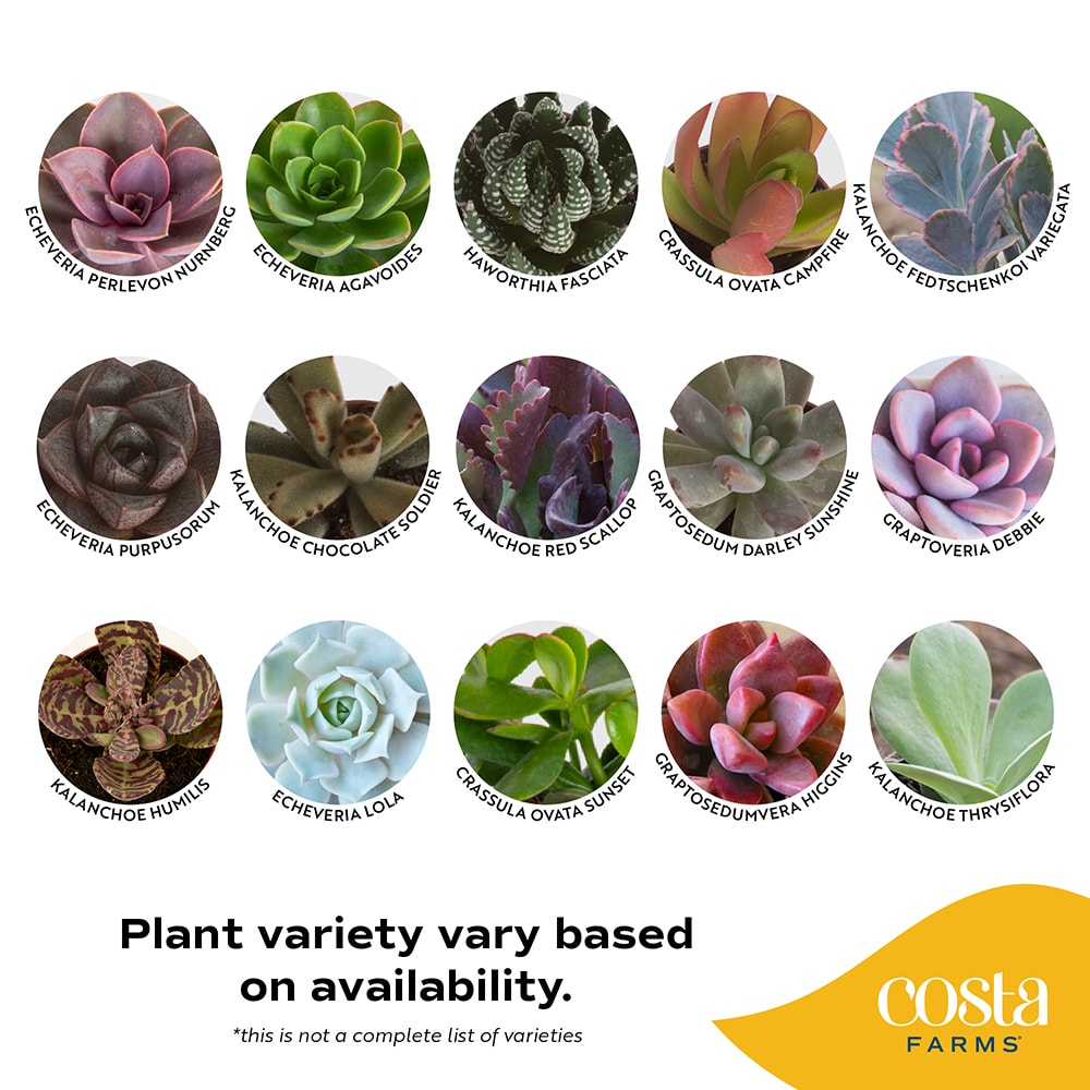 Costa Farms 48-Pack Grower's Choice Assorted Succulents in 2-in Pot in ...