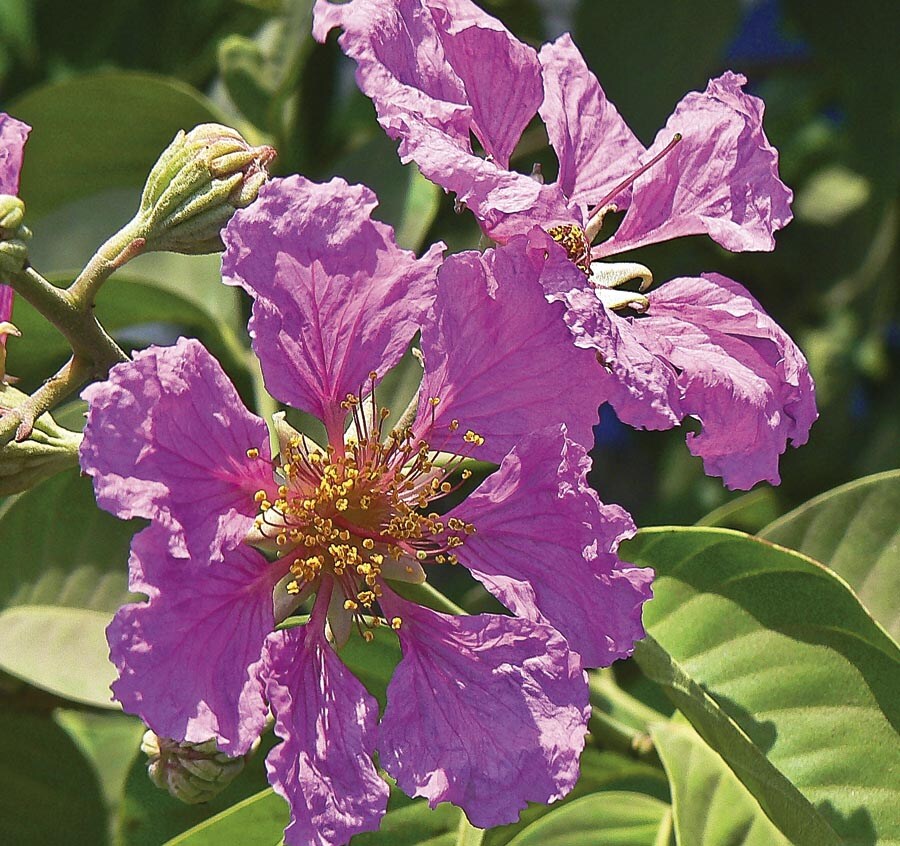  NURSERY 6.03-Gallon Lavender Flowering Tree Queen's Crape Myrtle