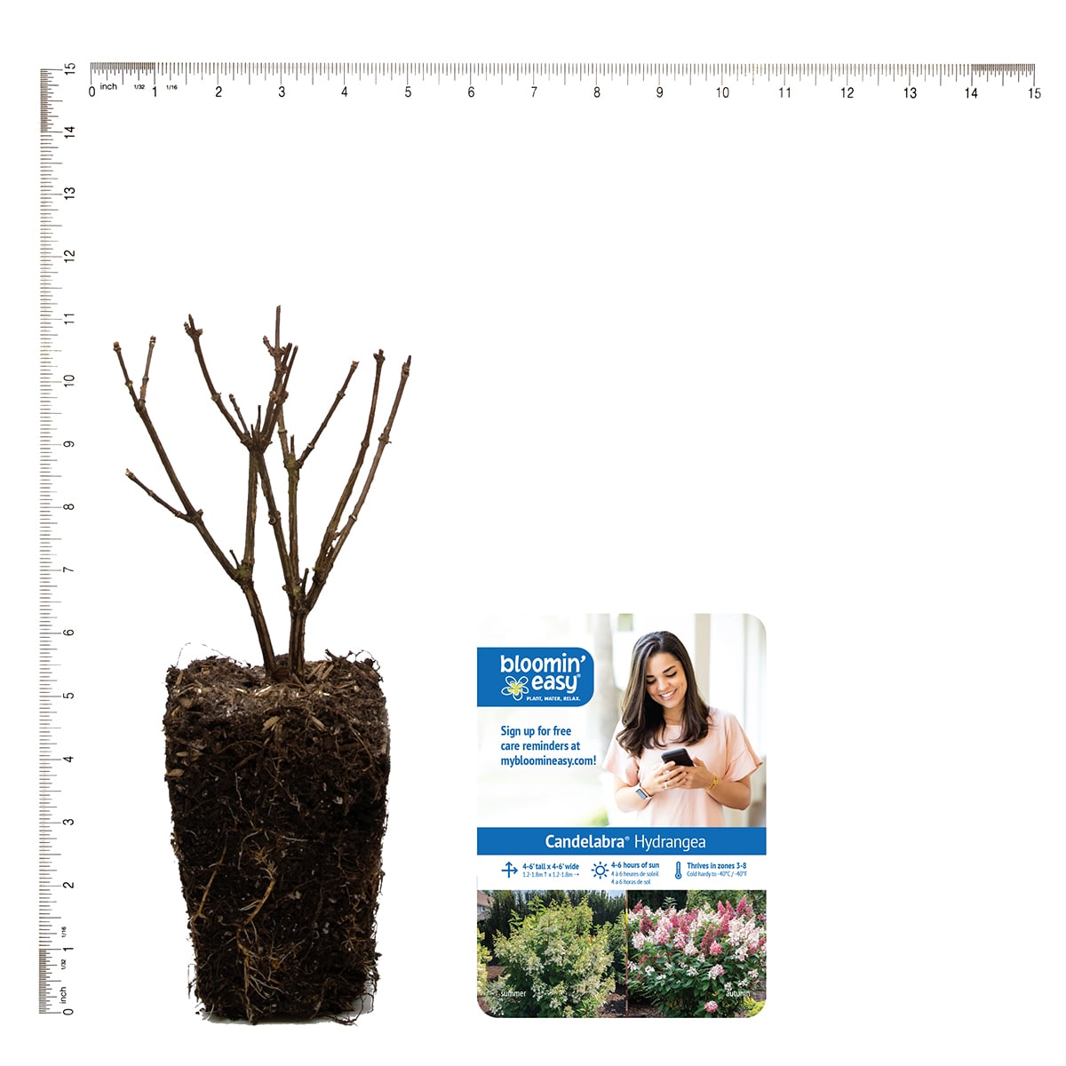 Van Zyverden 82907 Plant-Bulbs - View #4