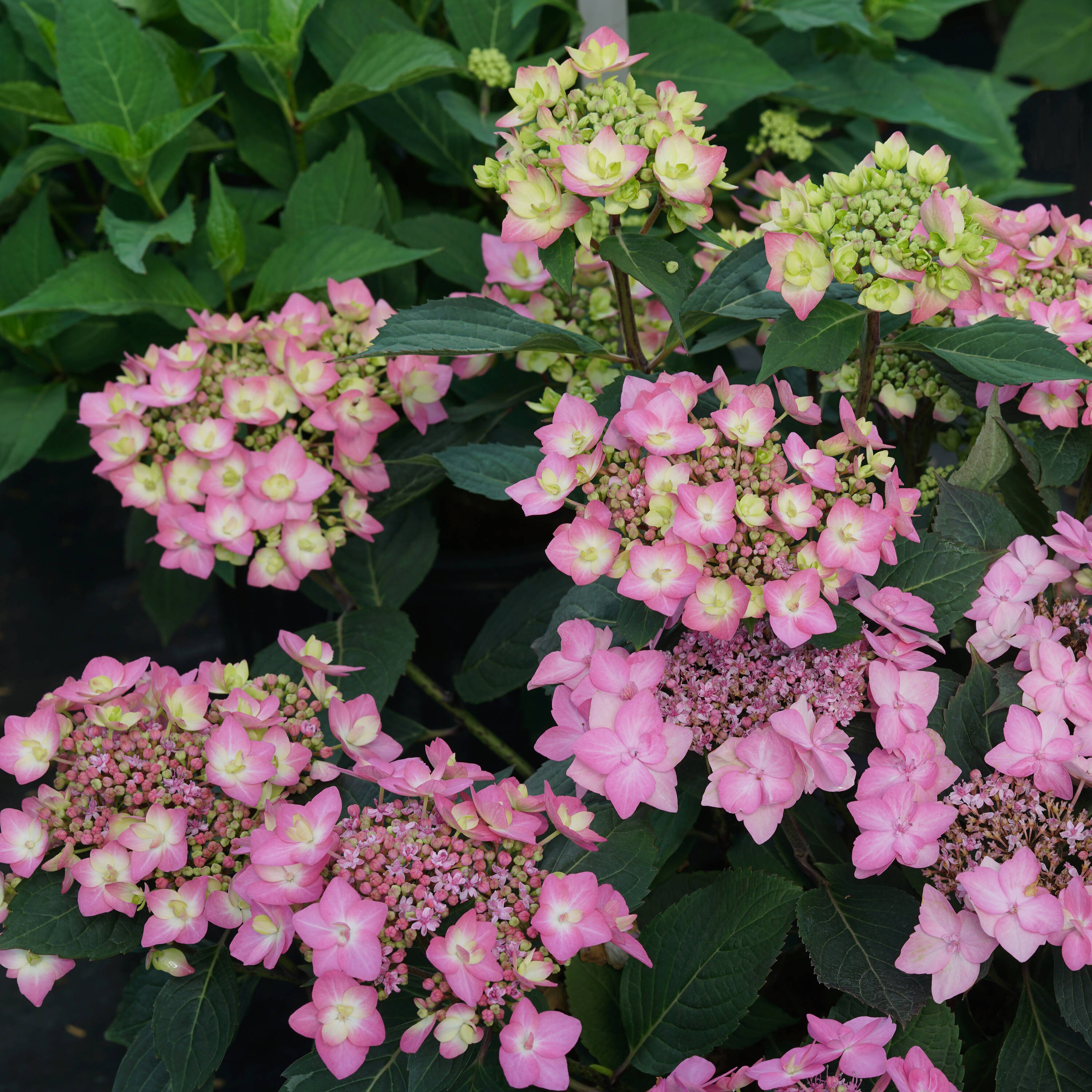 Proven Winners HYDPRC2547800 shrubs - View #4