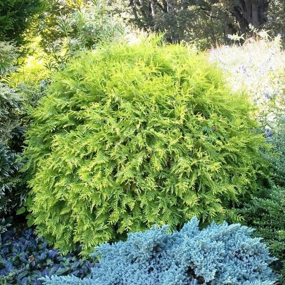 Monrovia KT10507286000200000 shrubs - View #2
