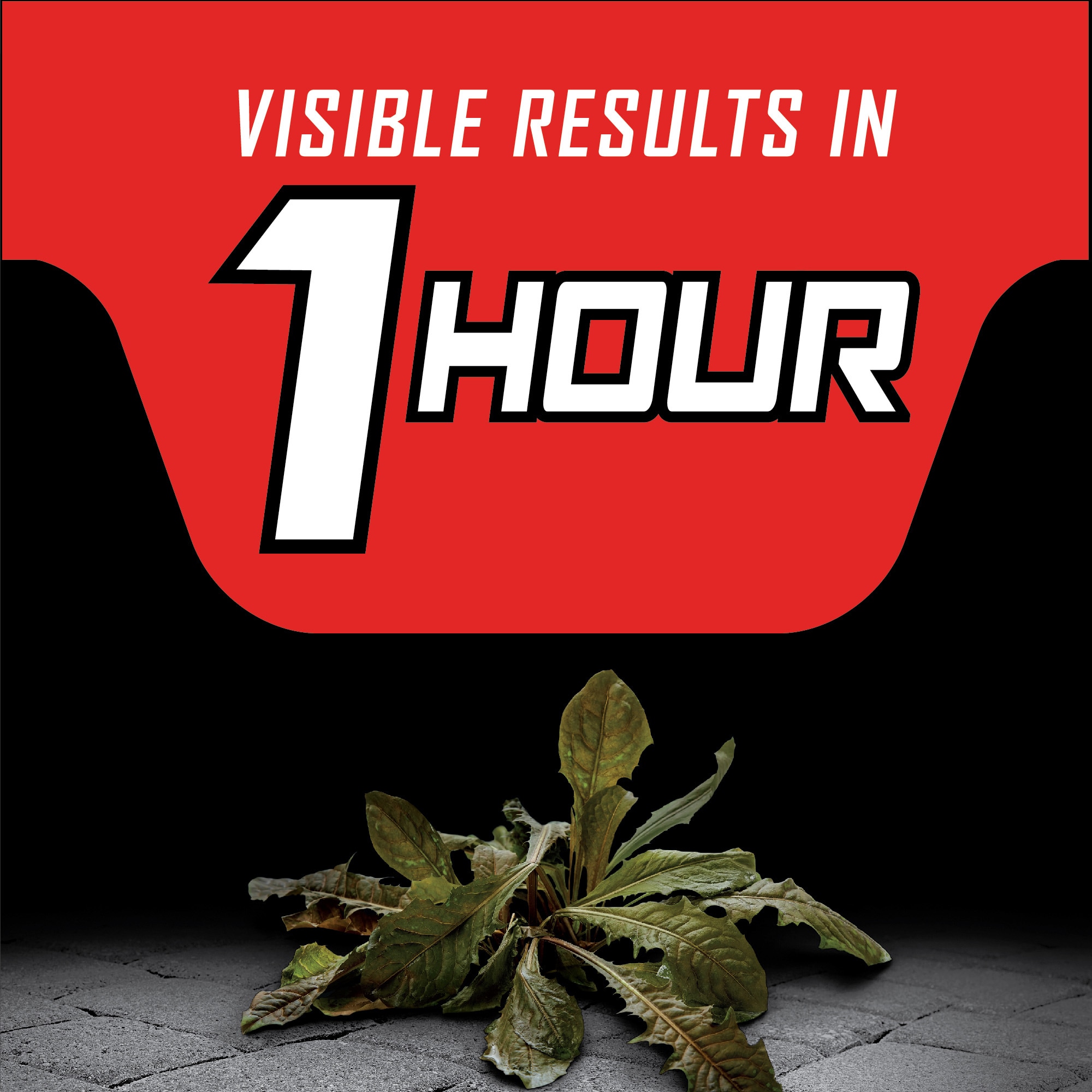 ORTHO 0445510 Weed-Killers - View #5