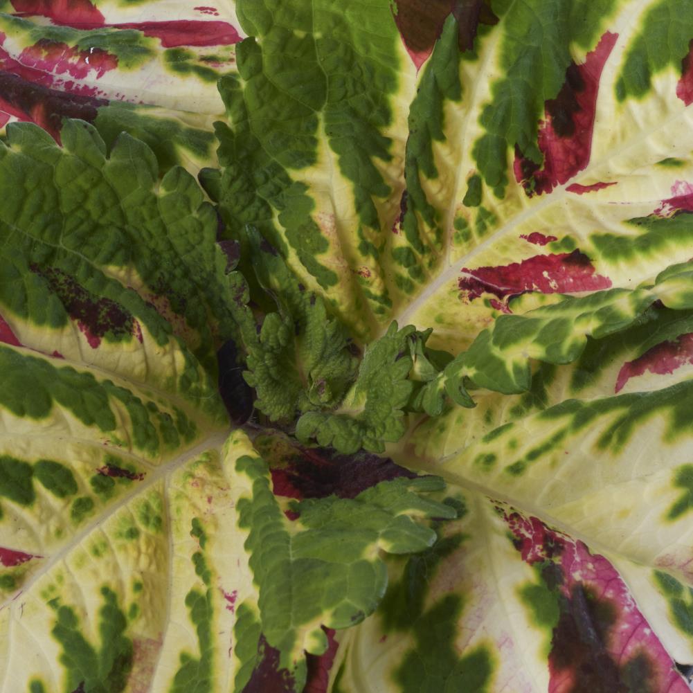 Lowe's NURSERY annuals - View #3