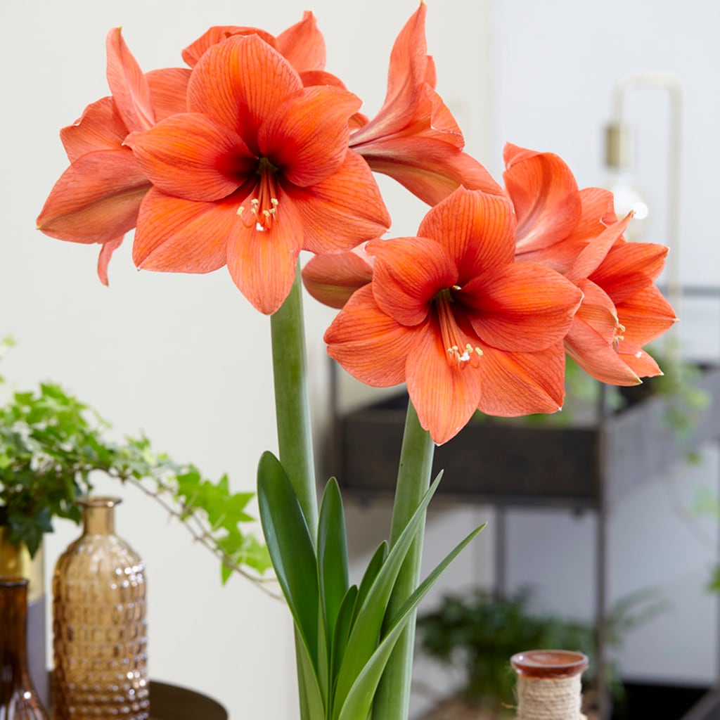Amaryllis 2019 Color Of The Year Living Coral Bulbs at Lowes.com