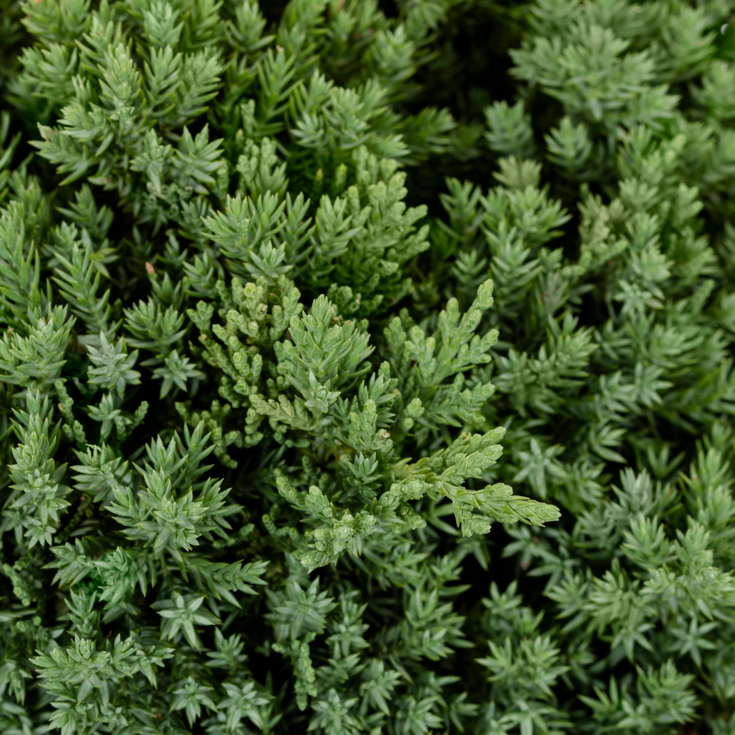 Lowe's 1669614 shrubs - View #2