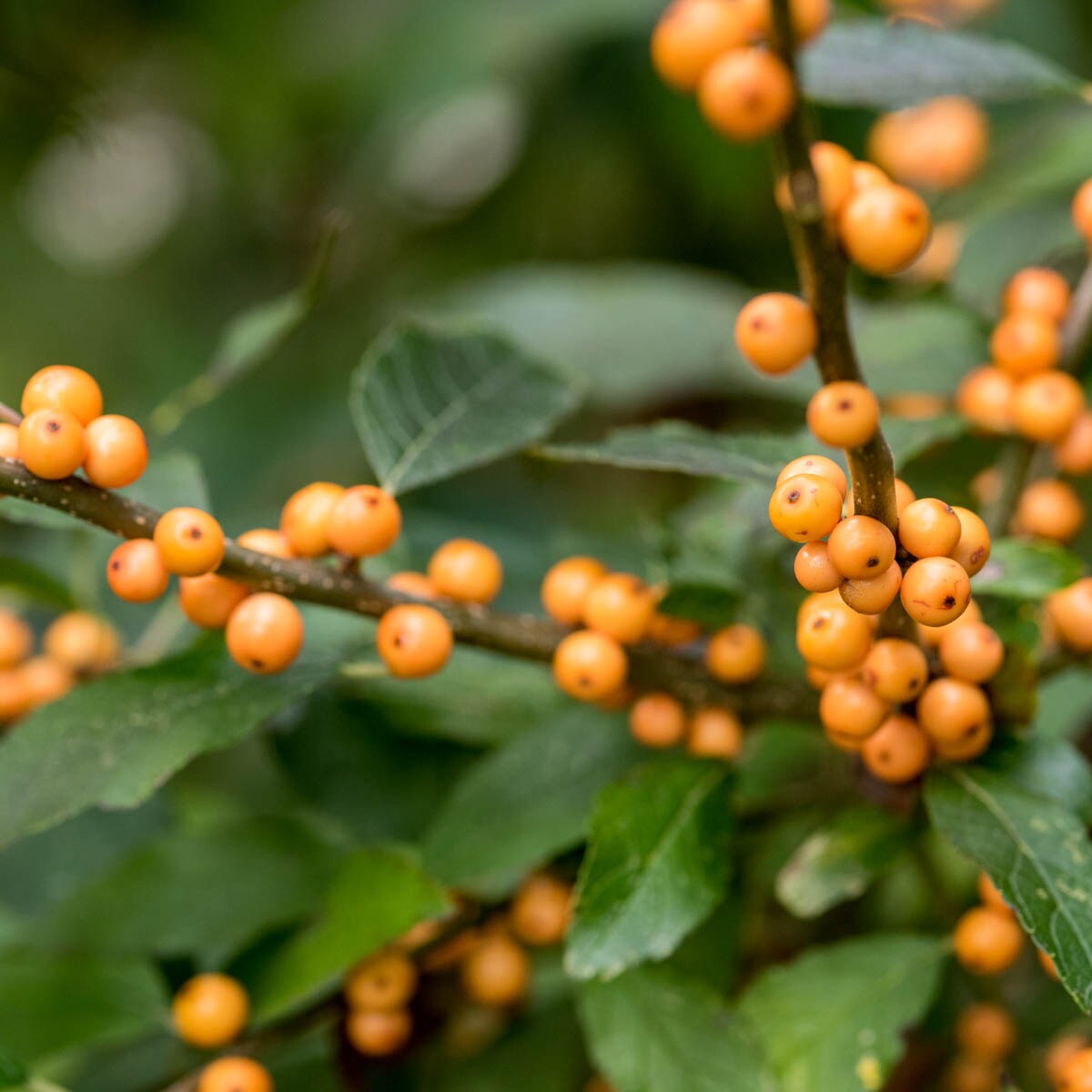 Spring Hill Nurseries 82128 White Flowering Winter Gold Winterberry Flowering Shrub in 1 Pack(s) Pot