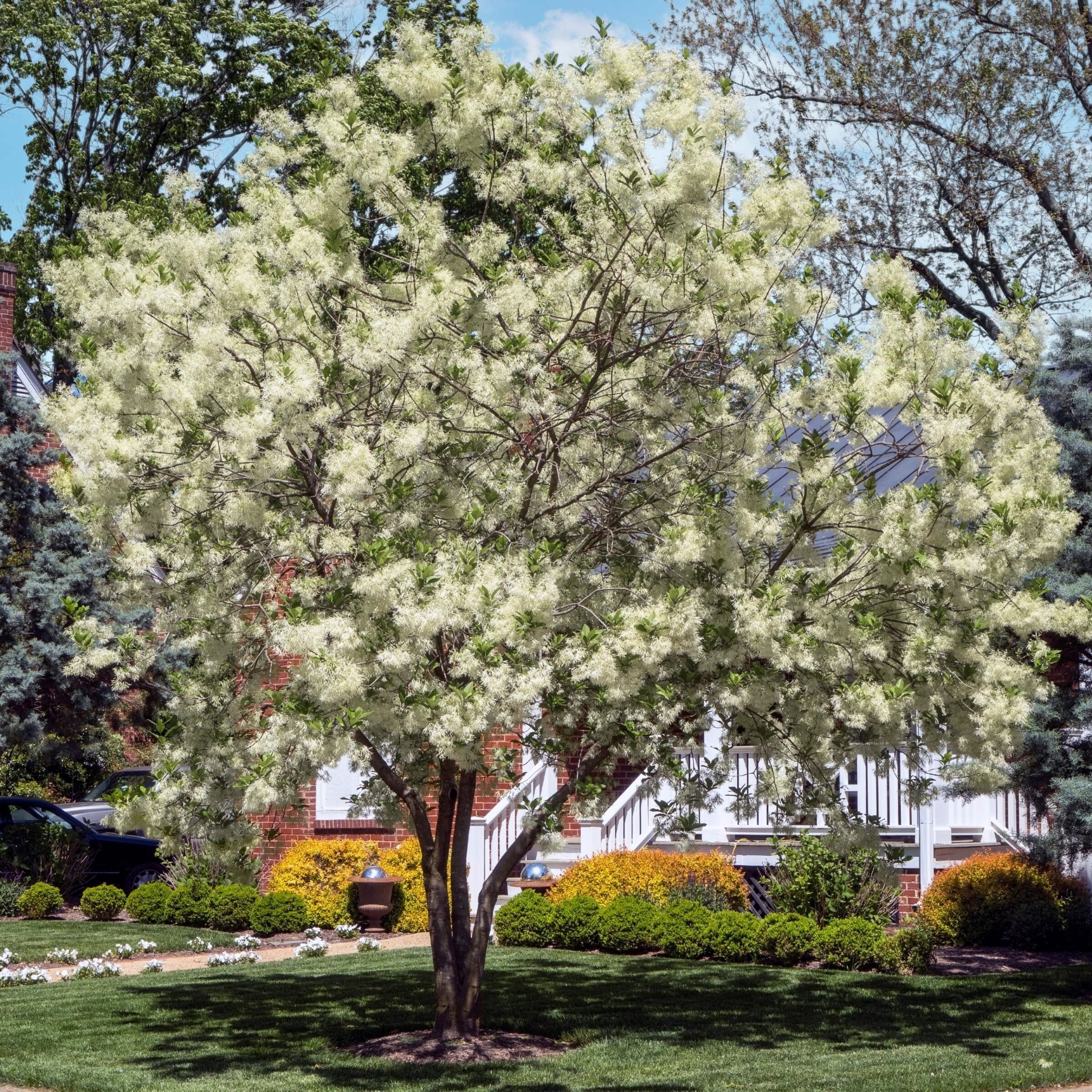 National Plant Network LW3220 trees - View #3