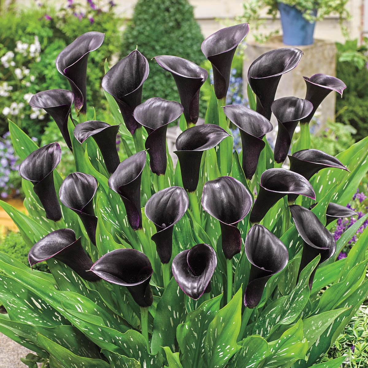 Breck's 90391 Plant-Bulbs - View #2