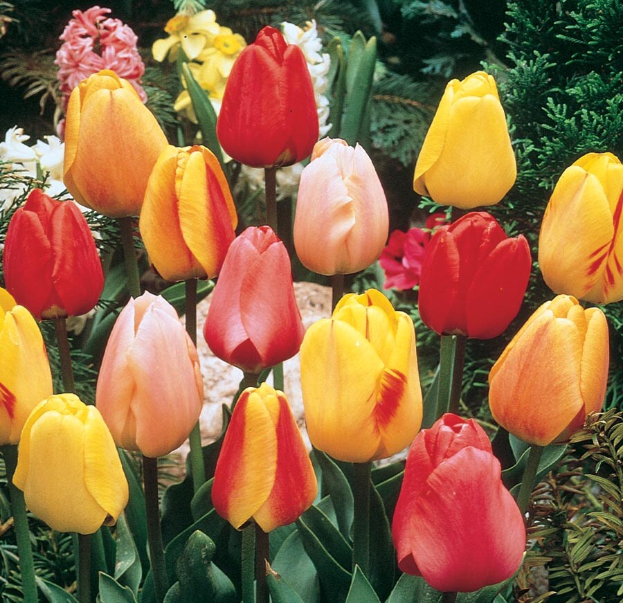 Lowe's NURSERY Mixed Tulip Bulbs
