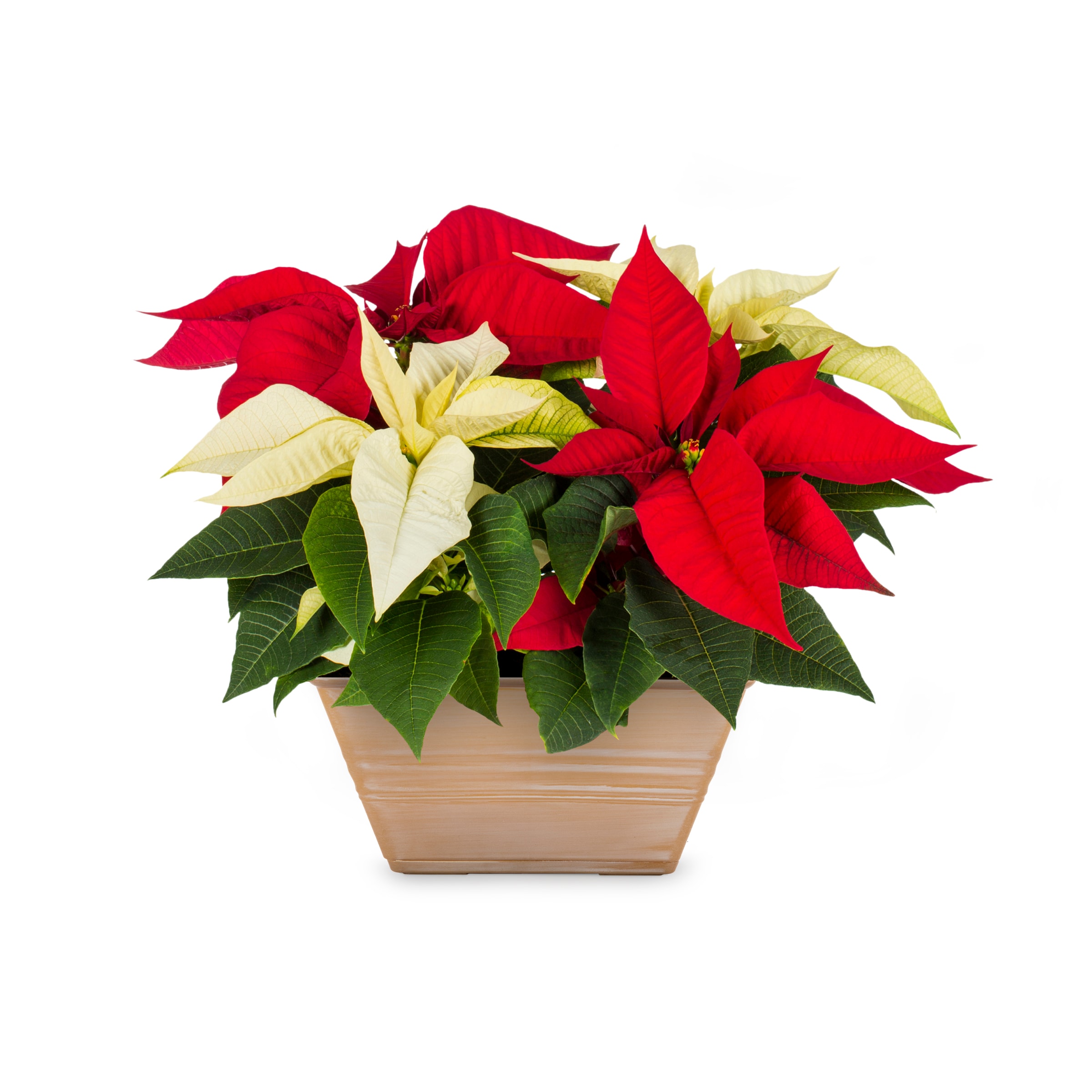 potted poinsettia clip art