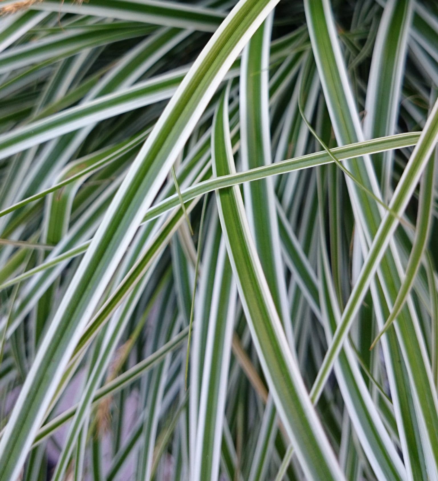 Southern Living Plant Collection 0728Q-2 Ornamental-Grasses - View #5