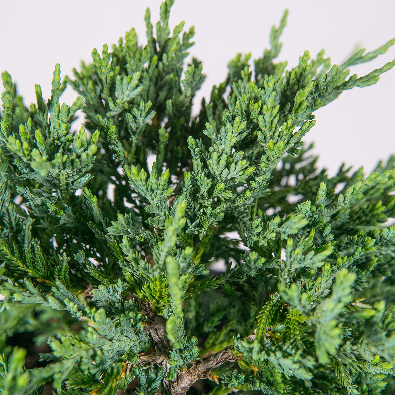 Perfect Plants LOBLUERUGJUNIPER1G shrubs - View #5
