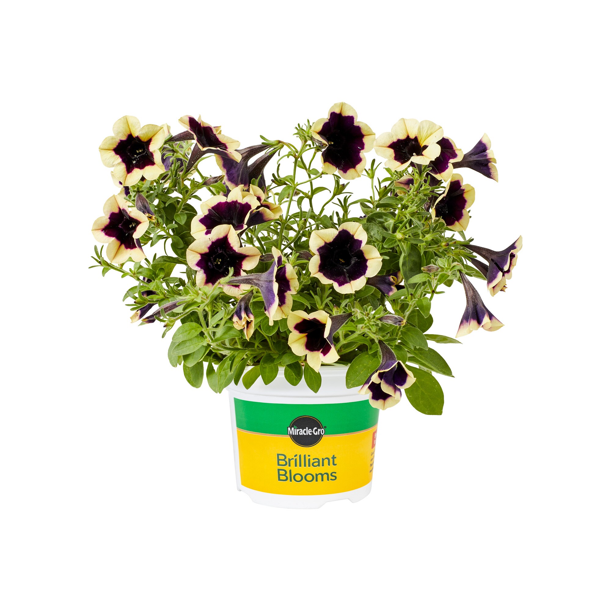 Miracle-Gro 202999 Red Brilliant Blooms Dark Saturn Petunia in 25-oz Pot